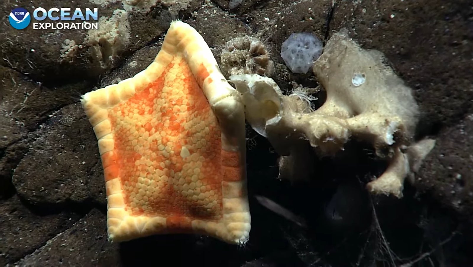 This was the first sea star observed of the initial dive.