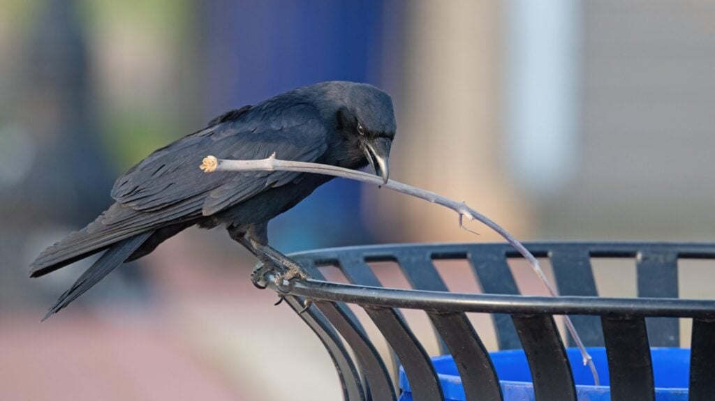 Photo: Brian E Kushner