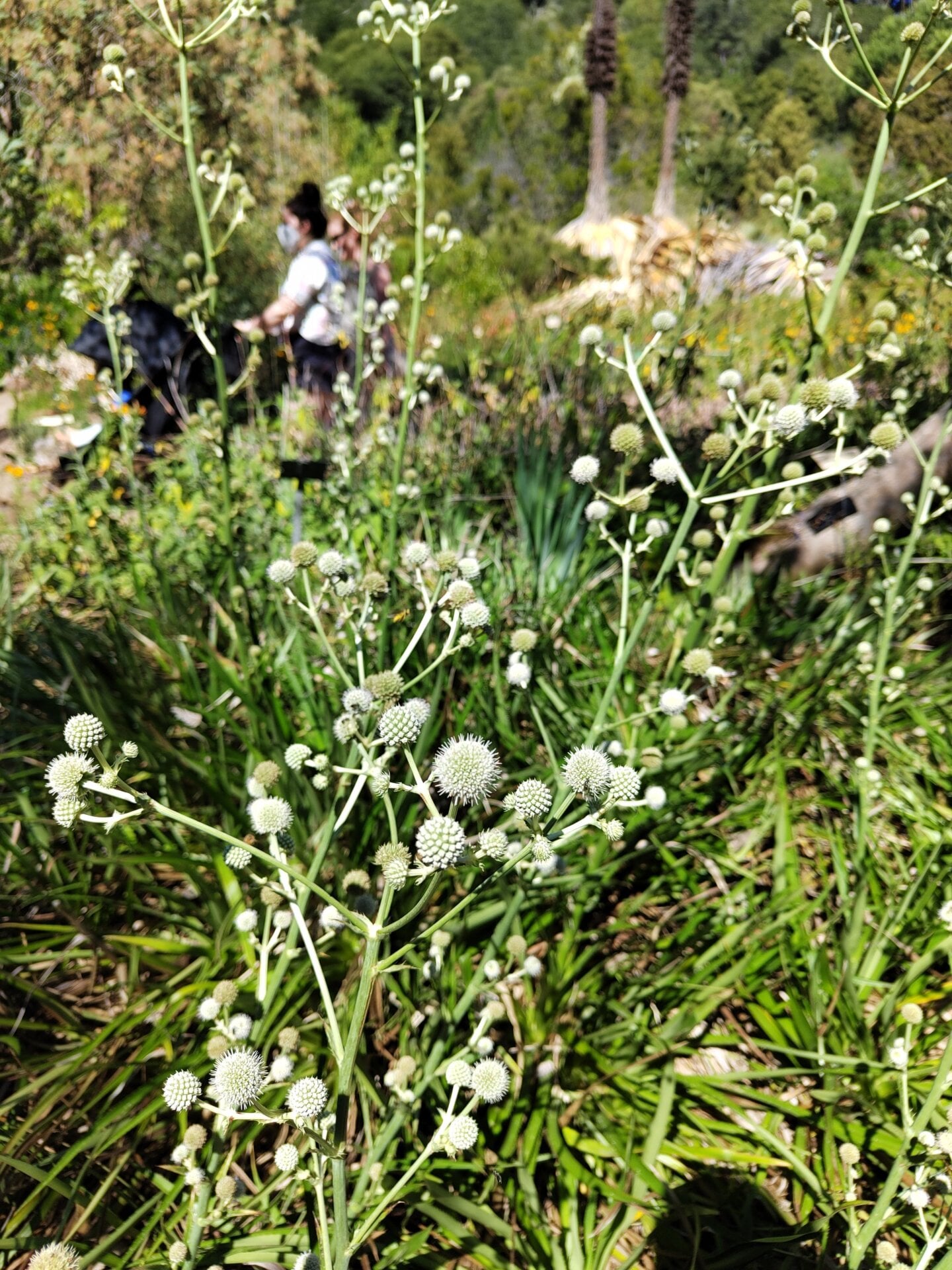 Portrait mode can manage, but it tends to blur aggressively in all the wrong places. 