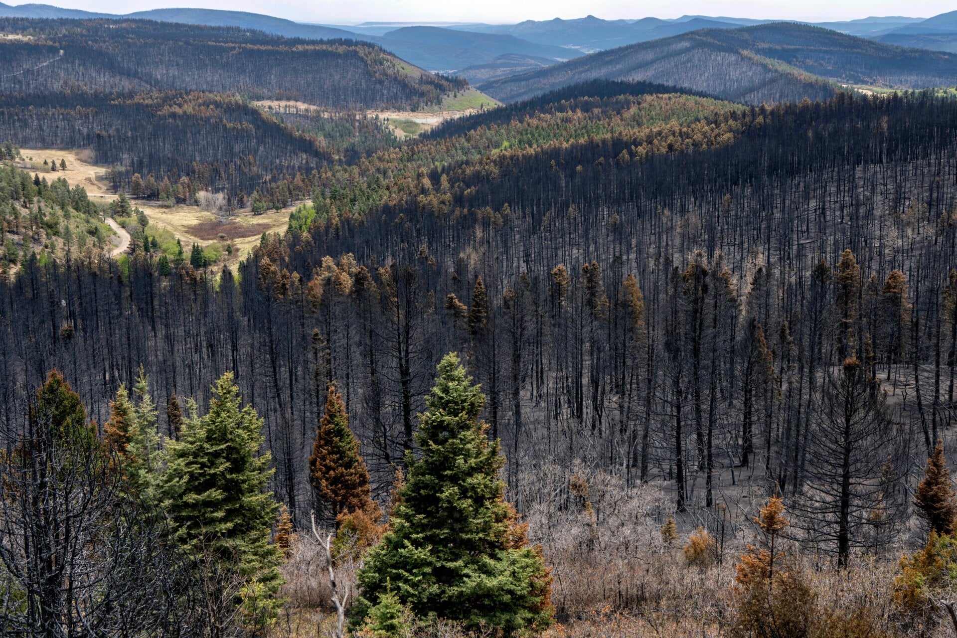 This year’s Calf Canyon/Hermits Peak wildfire is the largest in New Mexico’s history. 