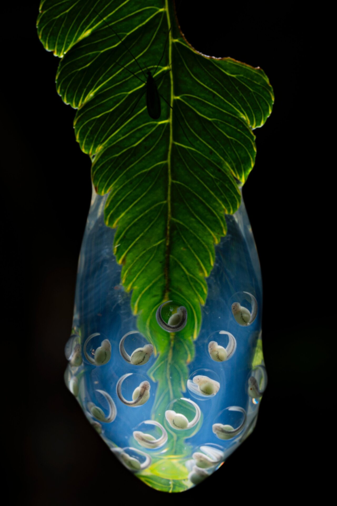 Photo: Jaime Culebras / BigPicture Natural World Photography Competition