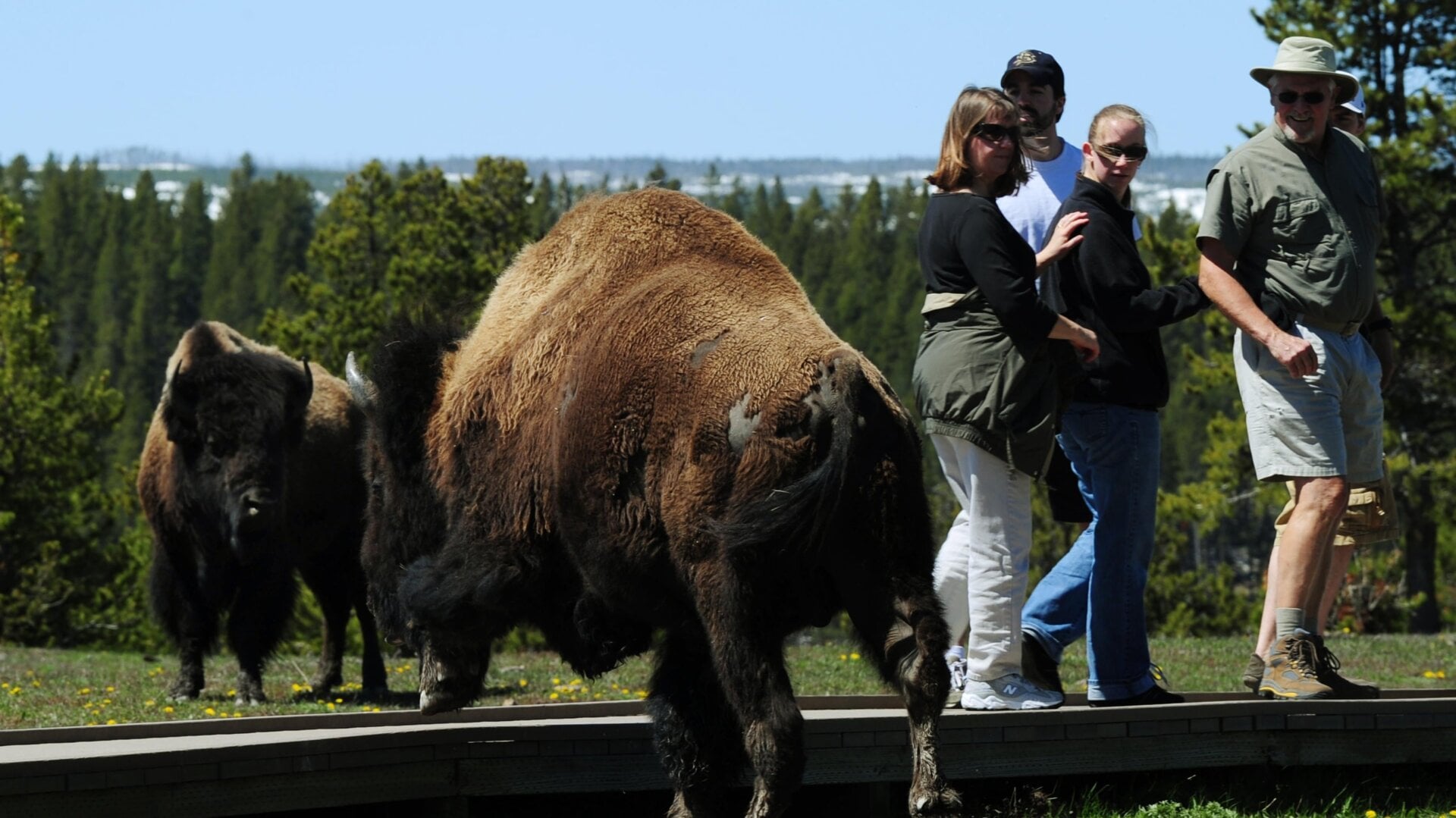 The National Parks Service advises visitors to stay 25 yards (23 meters) away from wild bison.