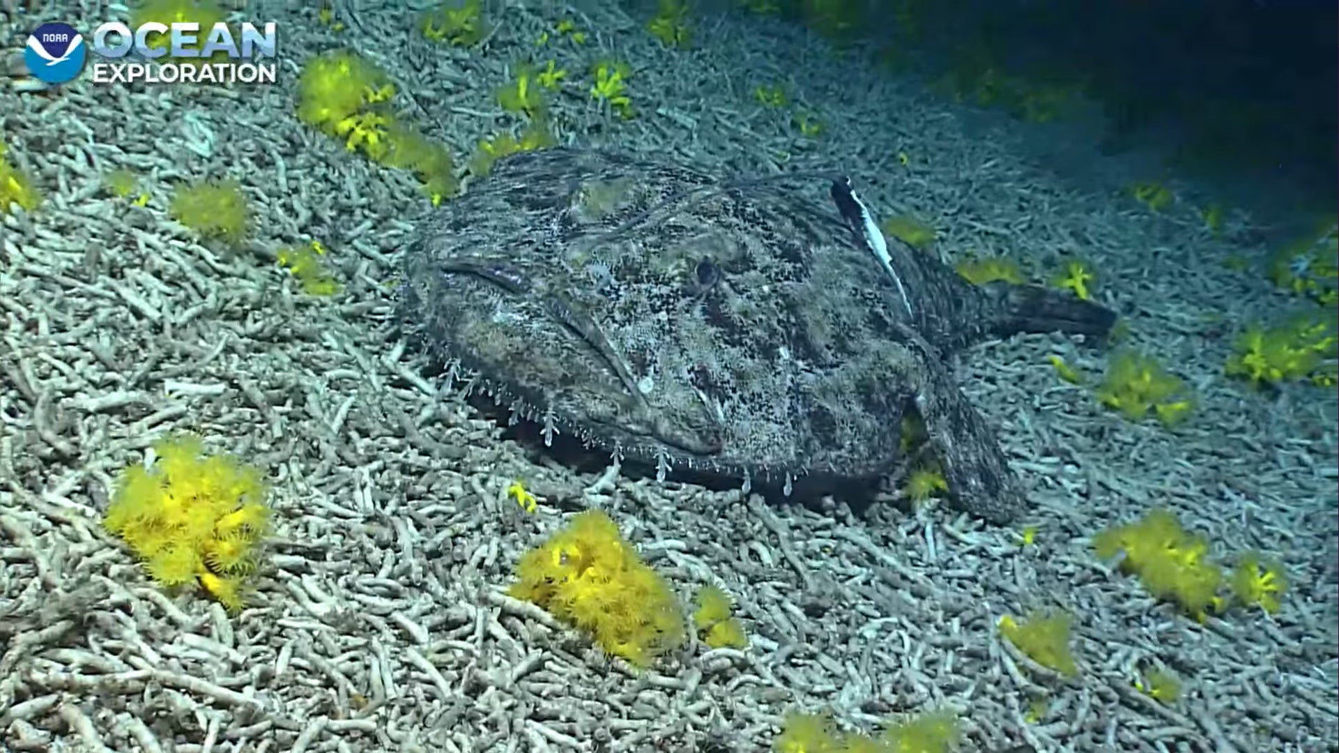 An angler fish caught on camera at the very end of the dive.