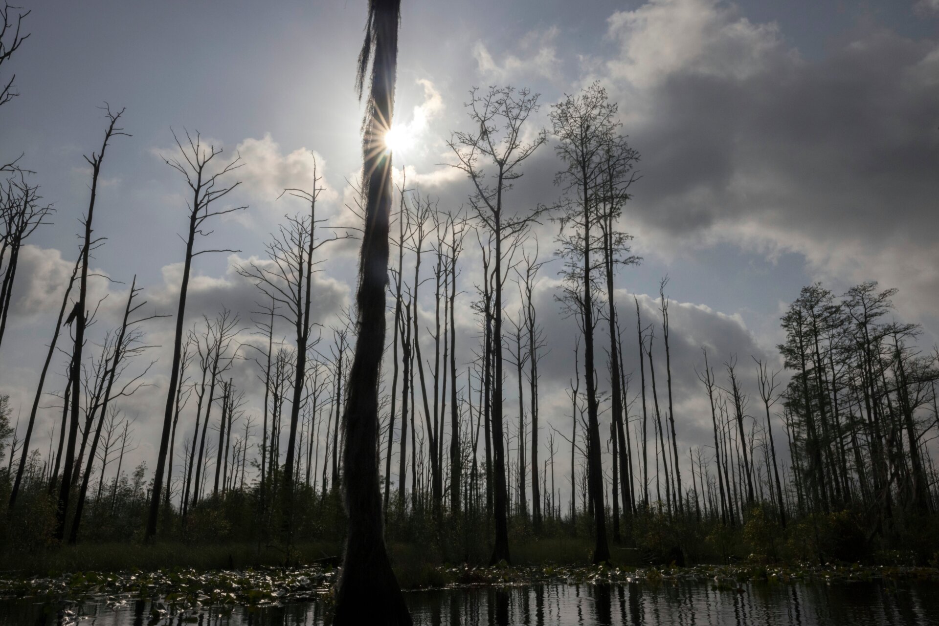 Standing dead cypress trees show the lingering impacts of wildfire on ecosystems, five years on.