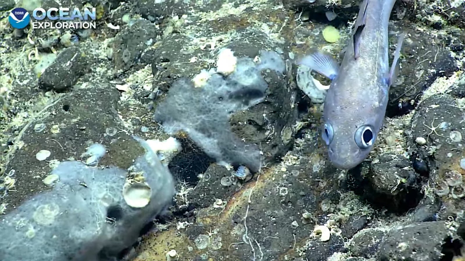 Screenshot: Gizmodo / NOAA