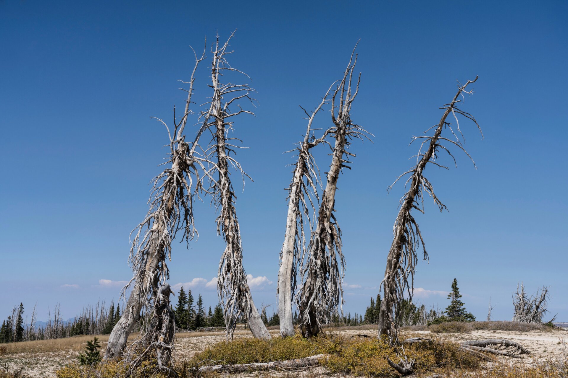 These trees were killed by a pine bark beetle infestation in Utah’s Wasatch Mountains. Drought weakens trees and makes them more susceptible to pest attacks. 