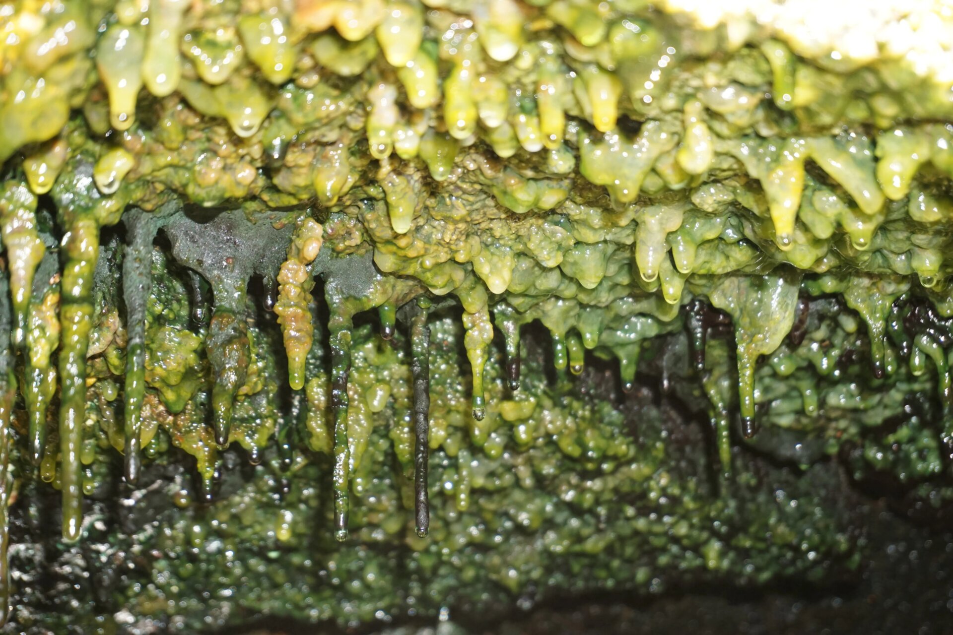 Thick microbial mats hang under a rock ledge in steam vents that run along the Eastern Rift Zone. 