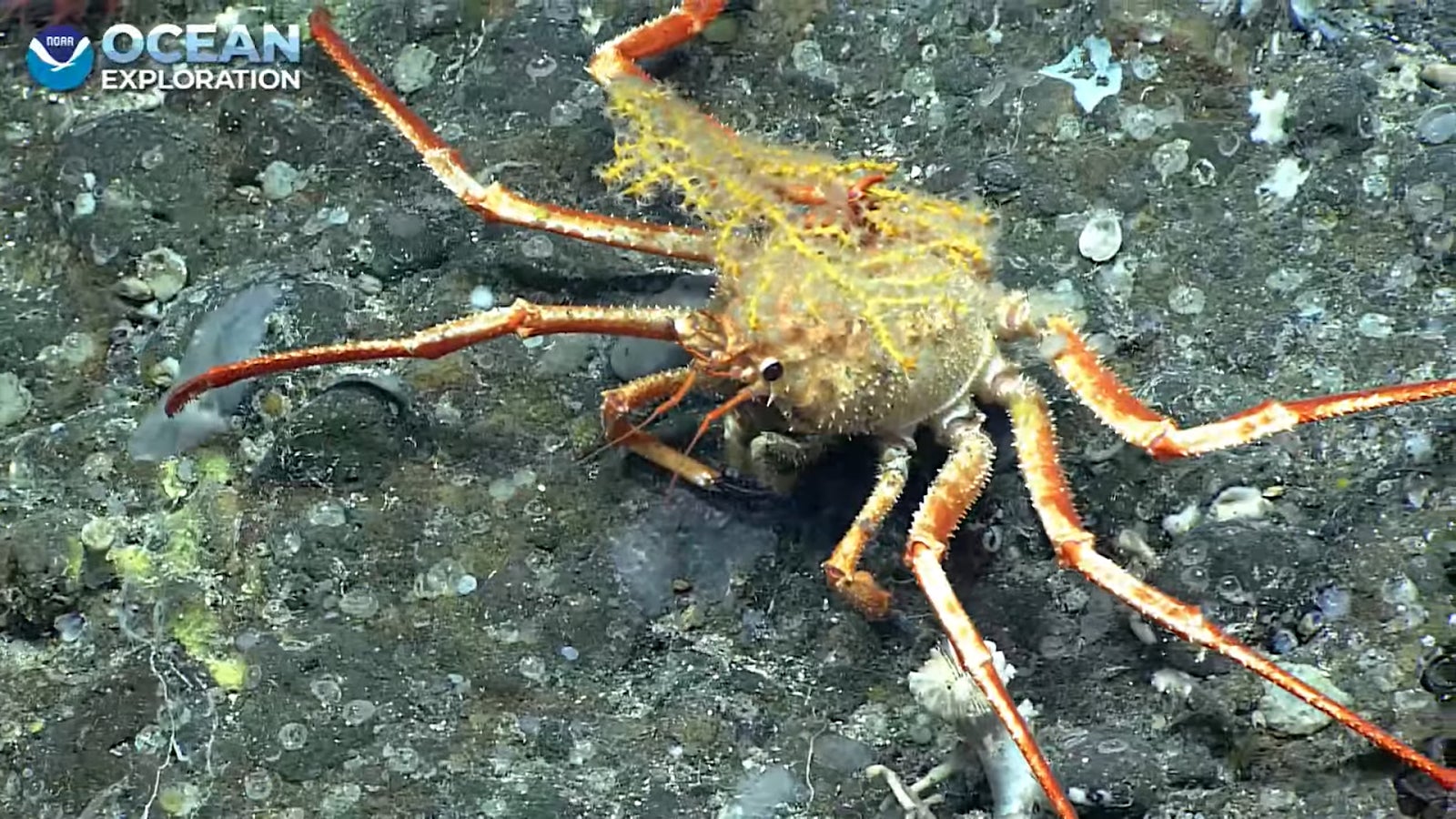 This crab species captured on video is known for carrying objects around the sea floor. This one is toting a live coral.