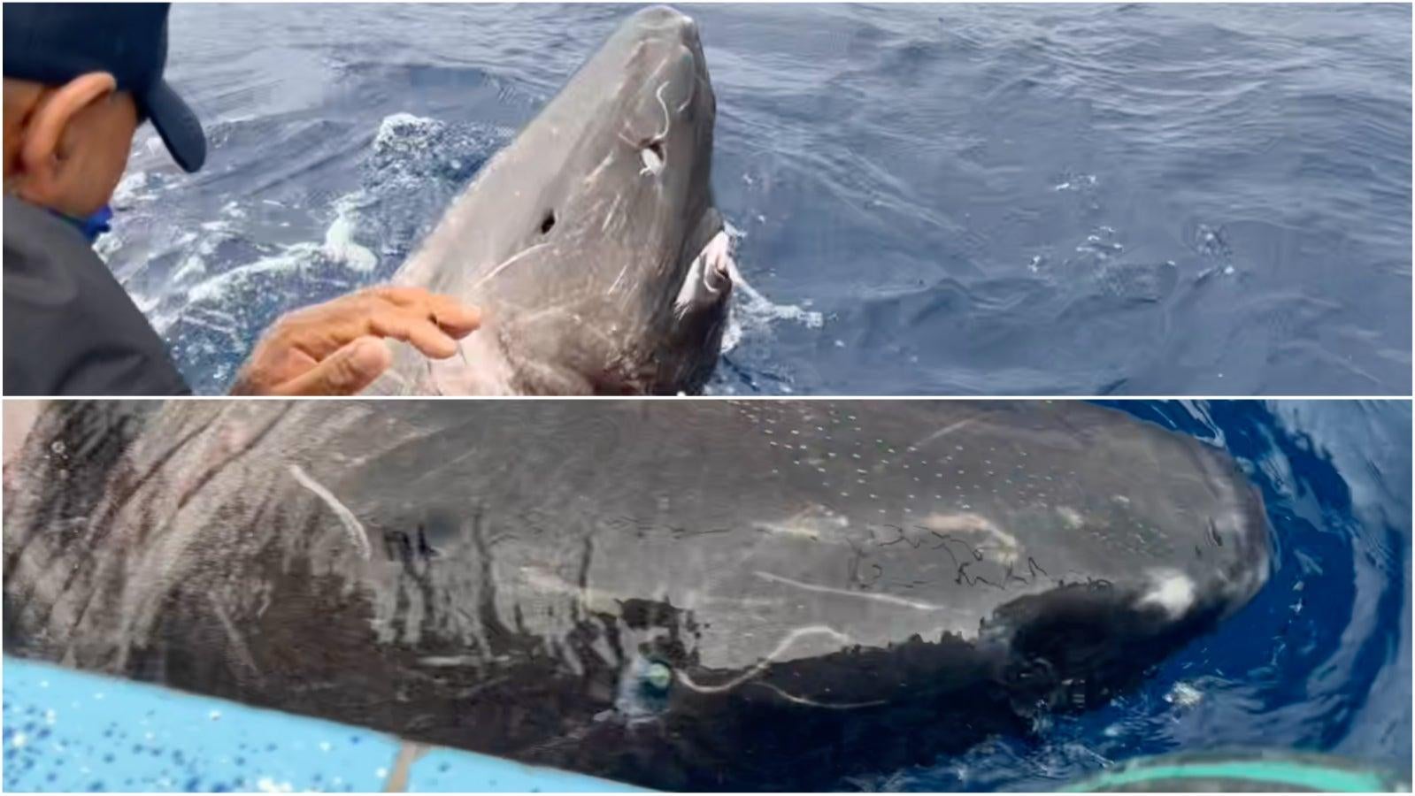 The sleeper shark briefly encountered by the researchers near Belize. 