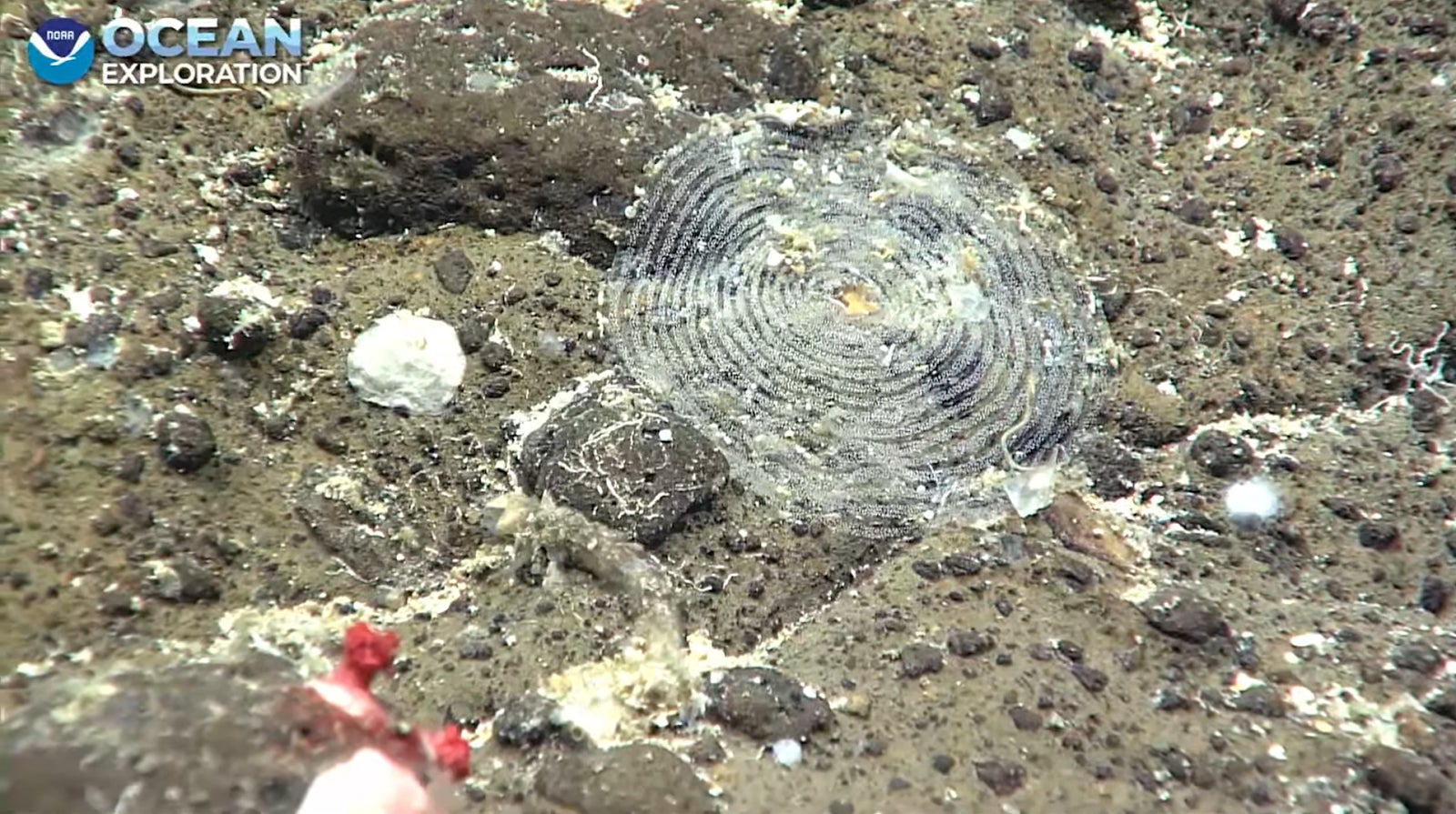 The above sea snail was positioned near a spiral of snail eggs.