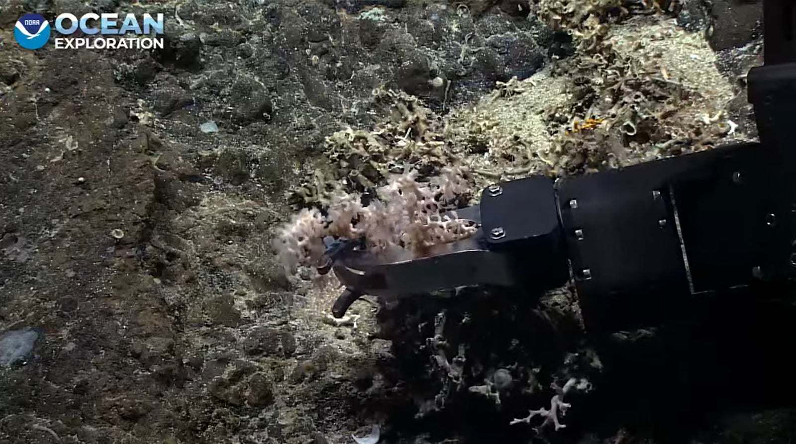 An unidentified coral is collected by the ROV’s robotic arm.