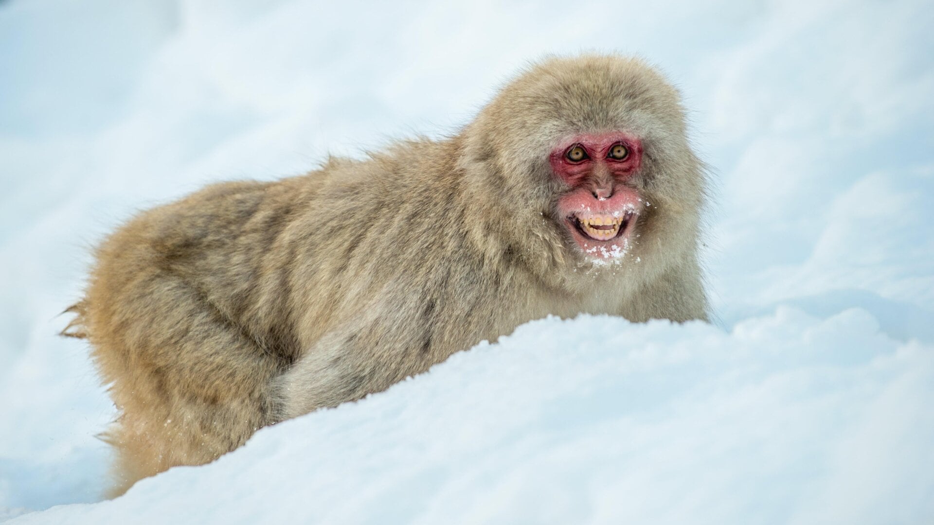 This smile-like facial expression on this macaque certainly doesn’t mean the monkey is friendly.