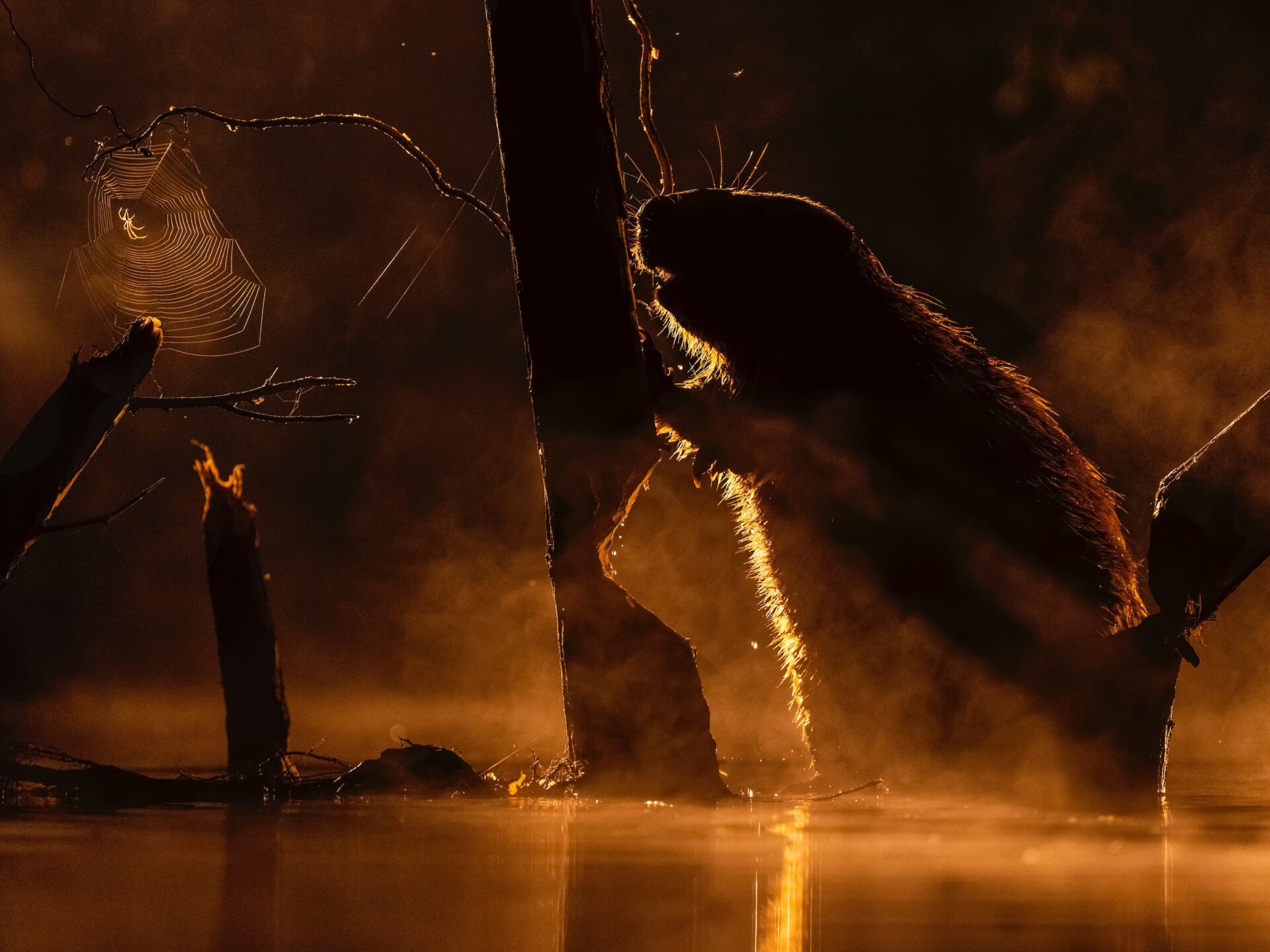 Photo: Bence Máté / BigPicture Natural World Photography Competition