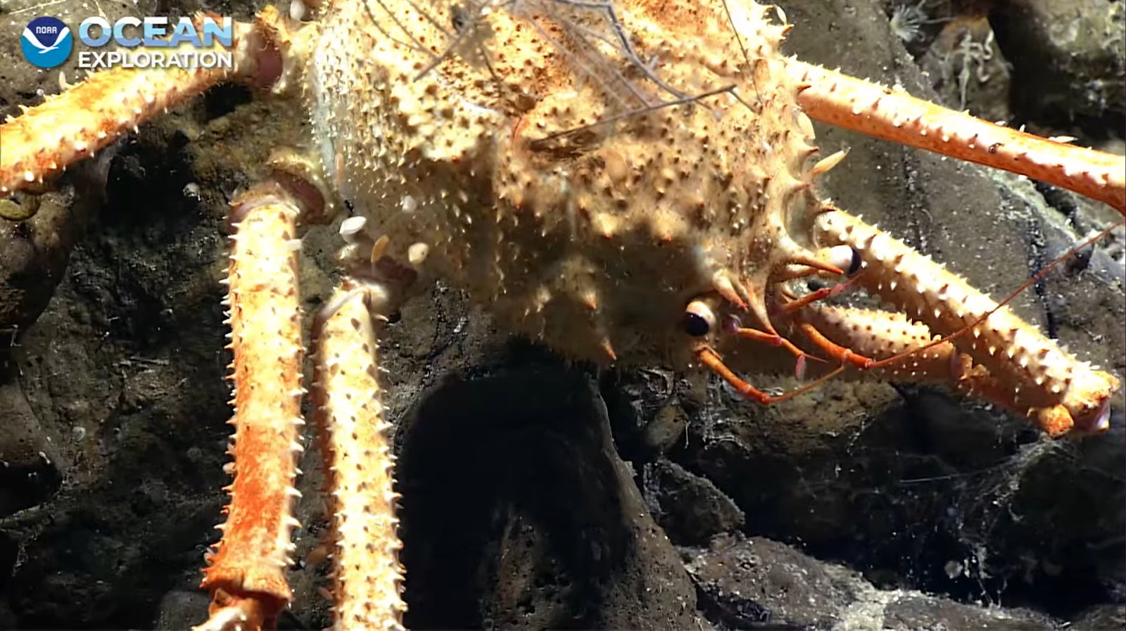 Screenshot: Gizmodo / NOAA