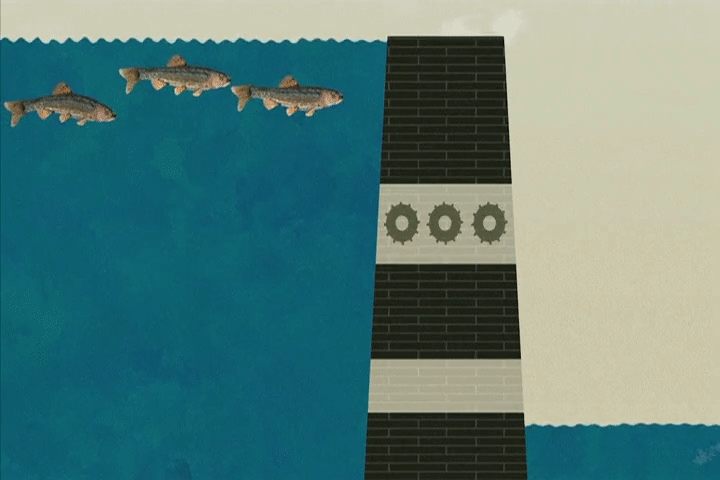 As the water levels drop, the fish can pass through the dam more easily.