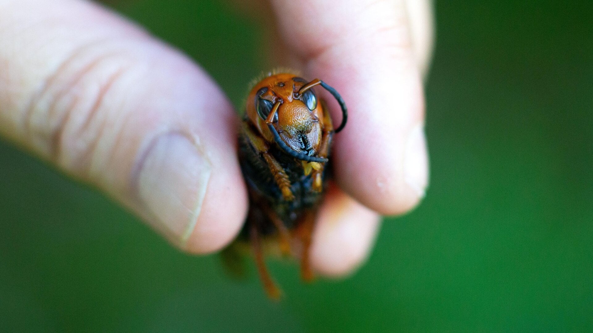 A dead northern giant hornet collected from Japan.
