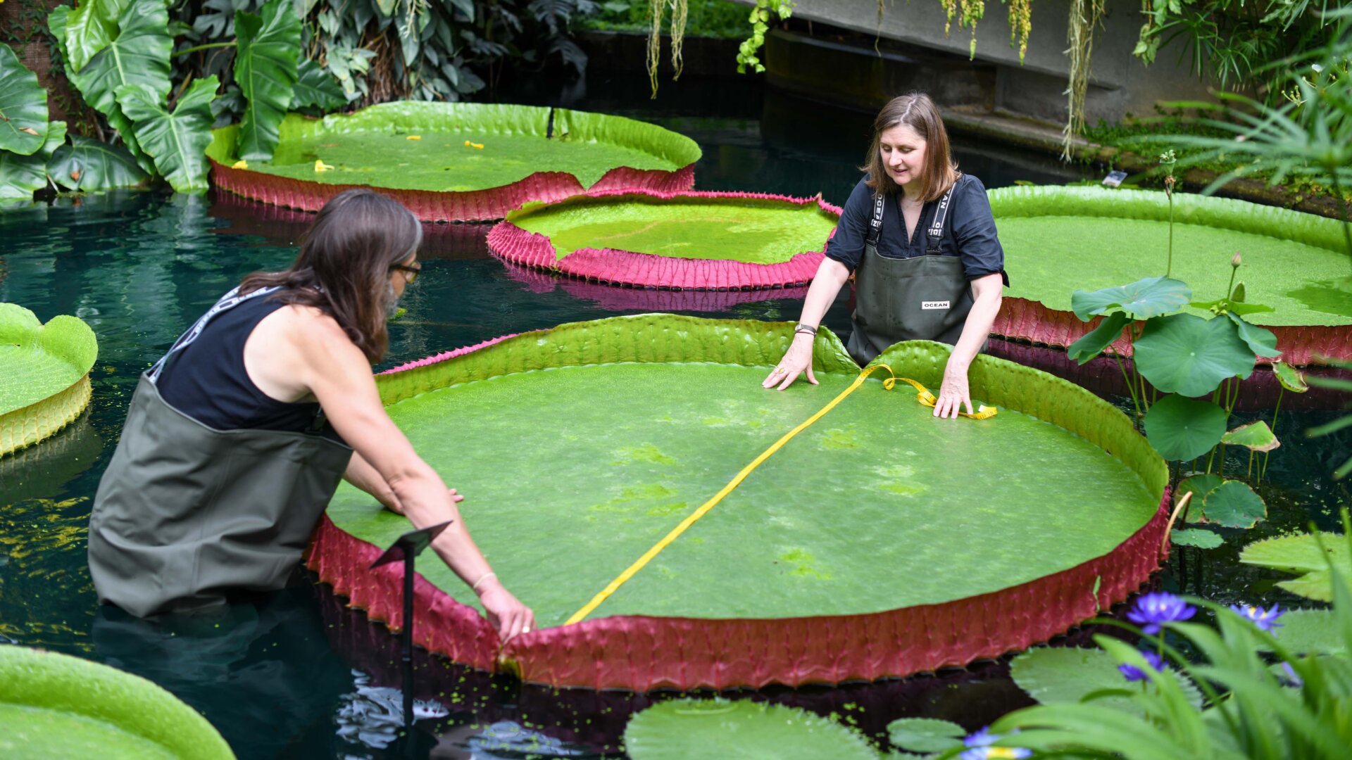 Team members measuring a specimen of V. boliviana at Kew Gardens.