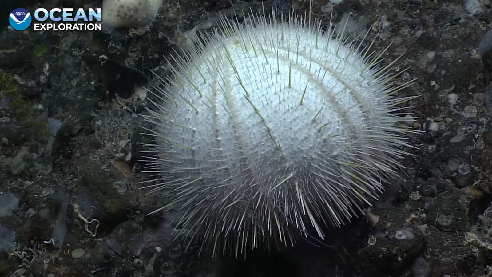 Screenshot: Gizmodo / NOAA