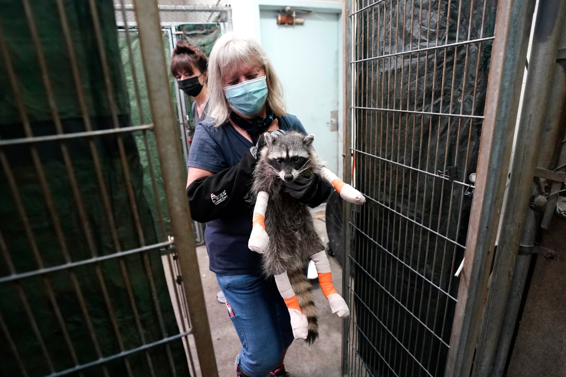 At Gold Country Wildlife Rescue in Auburn, California a raccoon received treatment for burned paws following a wildfire. 