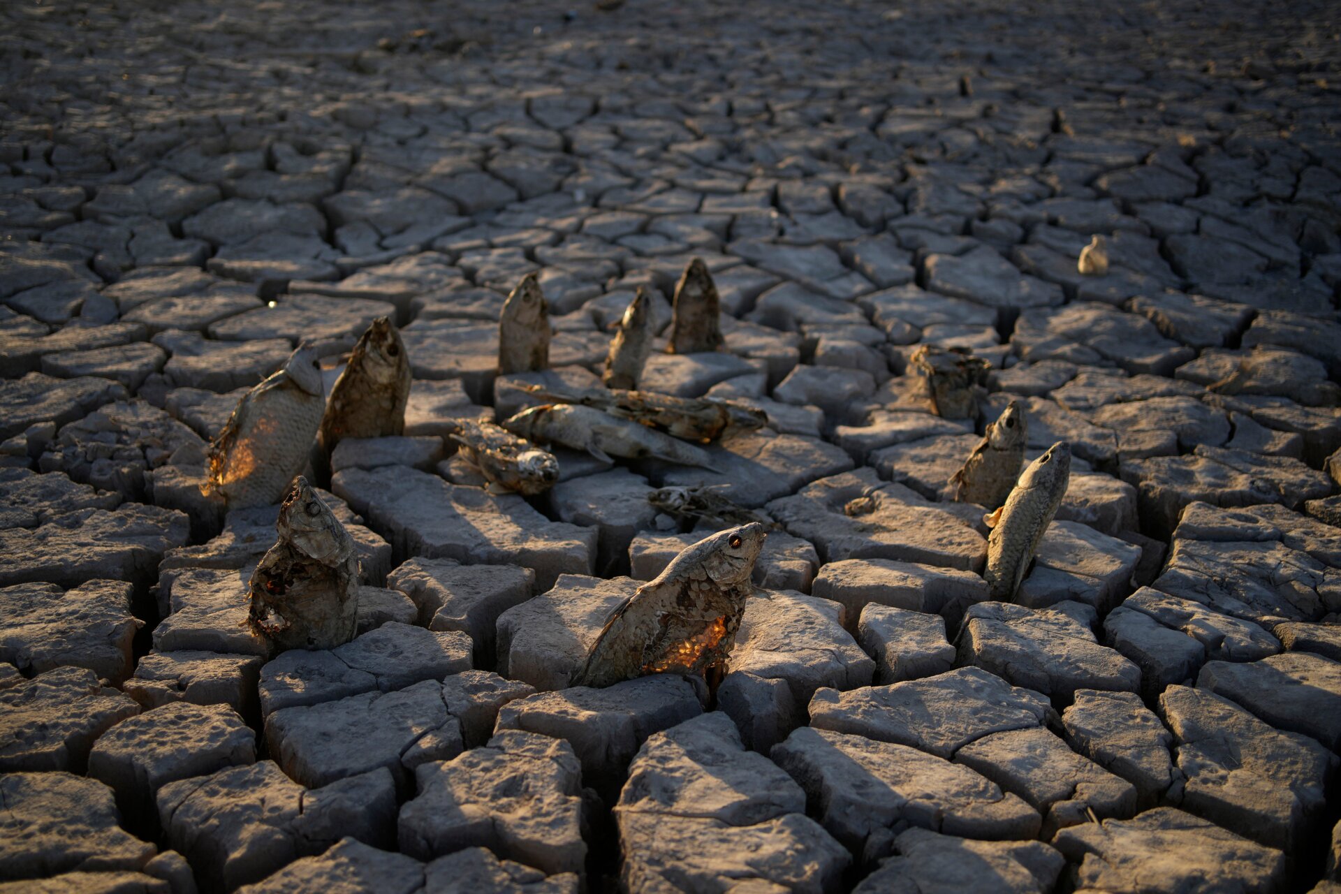 Dead fish arranged into a circle on the cracked mud.
