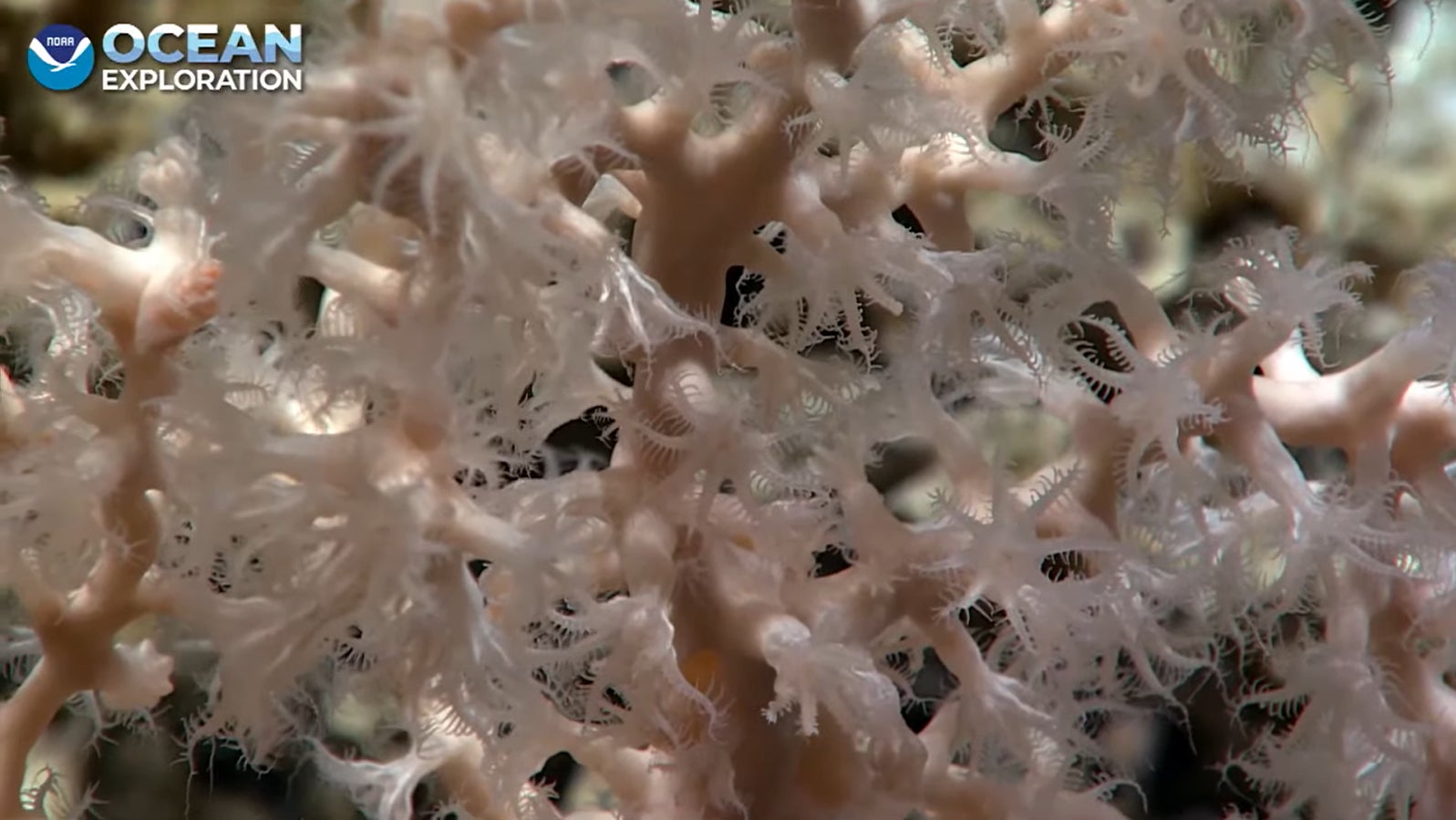 This octocoral was captured by the ROV’s camera during the first of many planned dives. Expedition biologists couldn’t identify the species, and so the specimen was collected by the rover’s robotic arm for further examination.