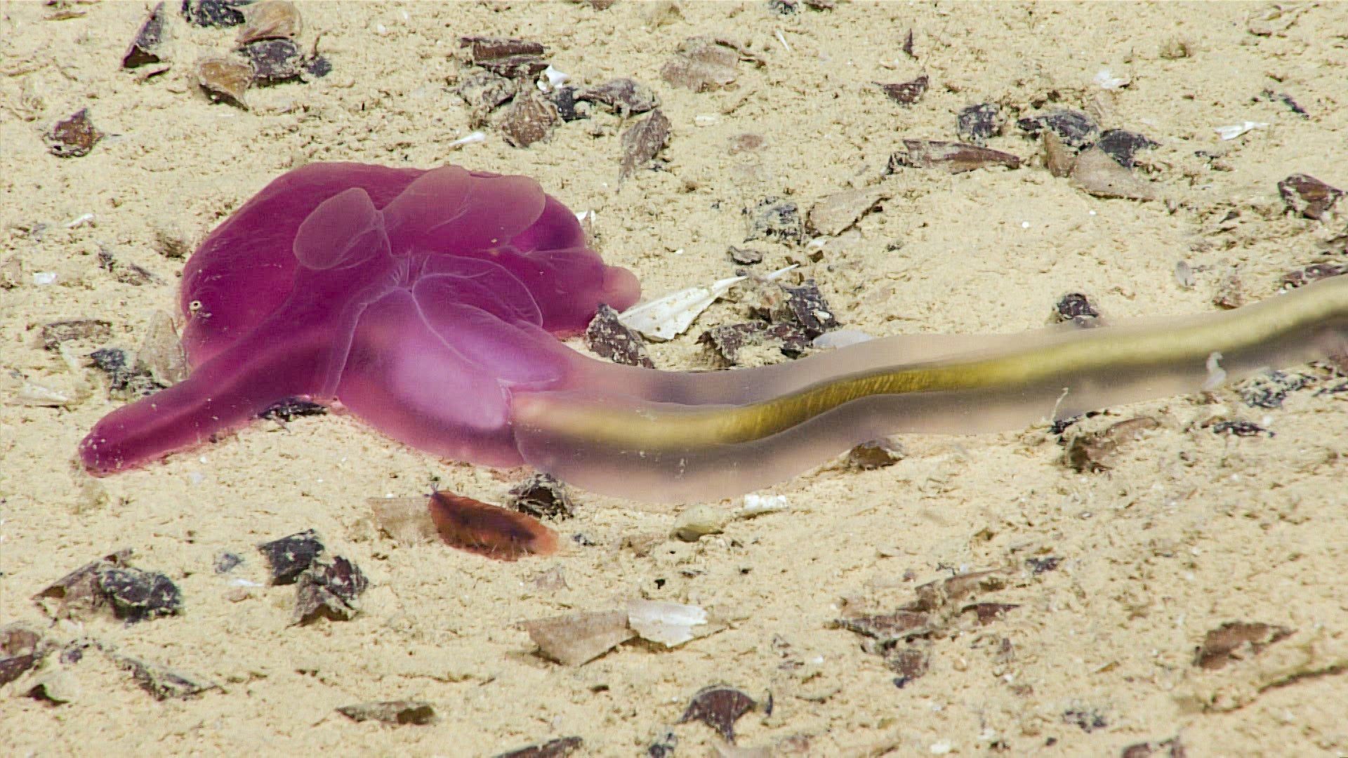 Photo: NOAA Ocean Exploration, Voyage to the Ridge 2022