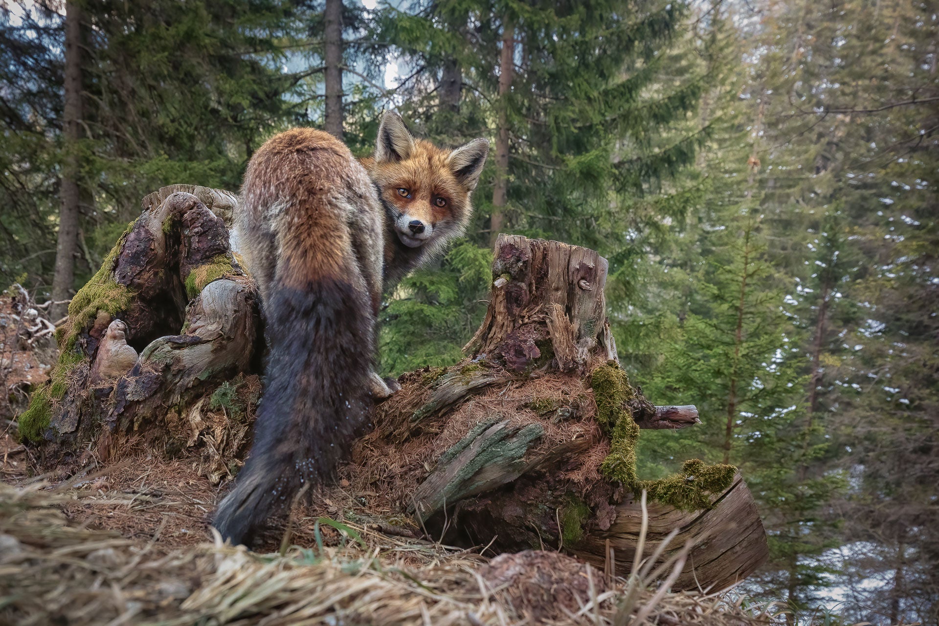 A fox looks at the camera in a Swiss forest.