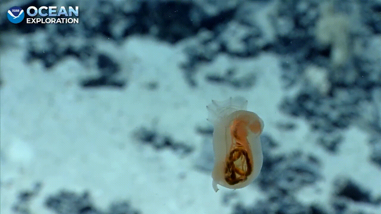  This sea cucumber was captured on video more than 6,000 feet below the ocean’s surface.