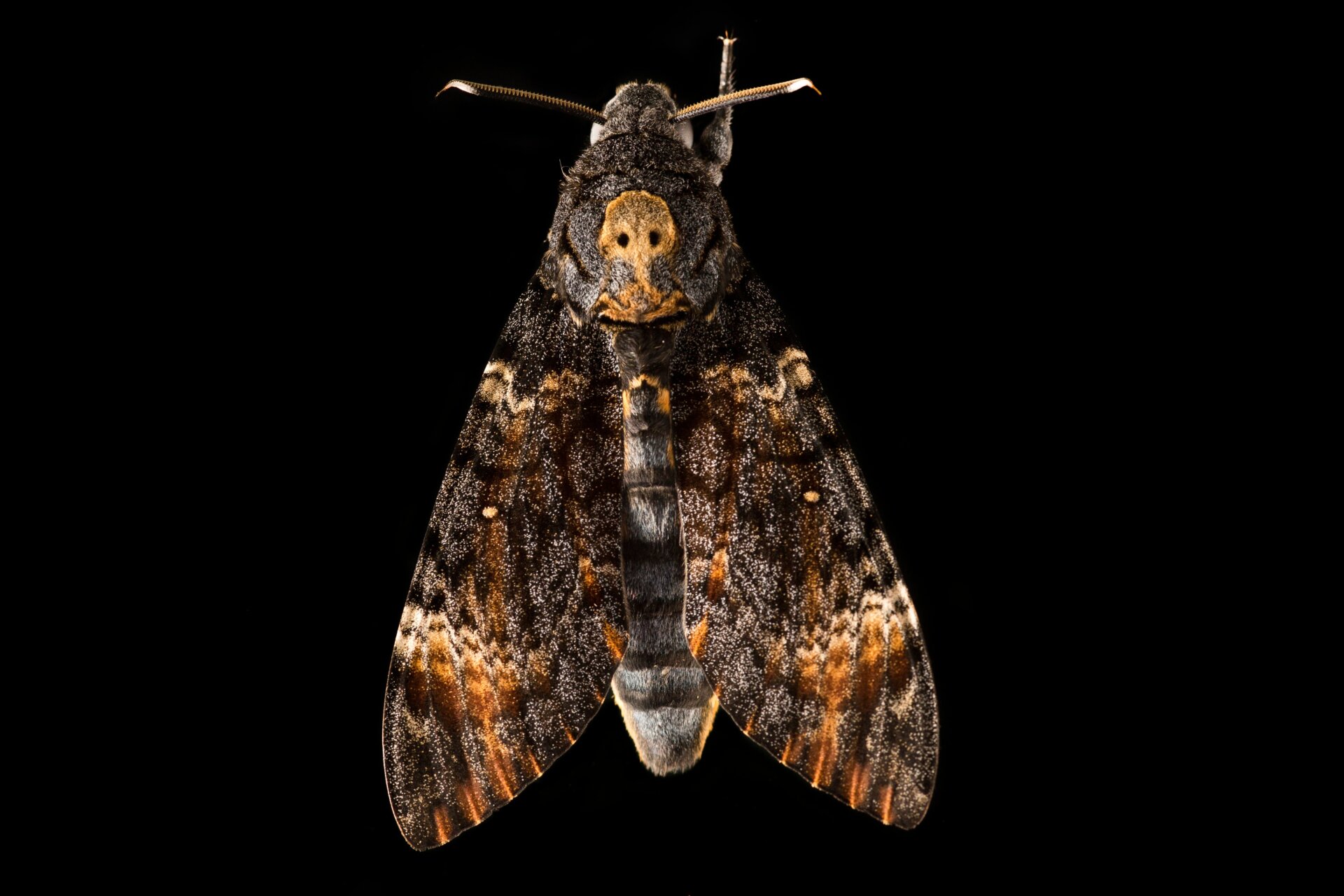 Spooky AND stylish, the death’s-head hawkmoth is also a migratory champion.