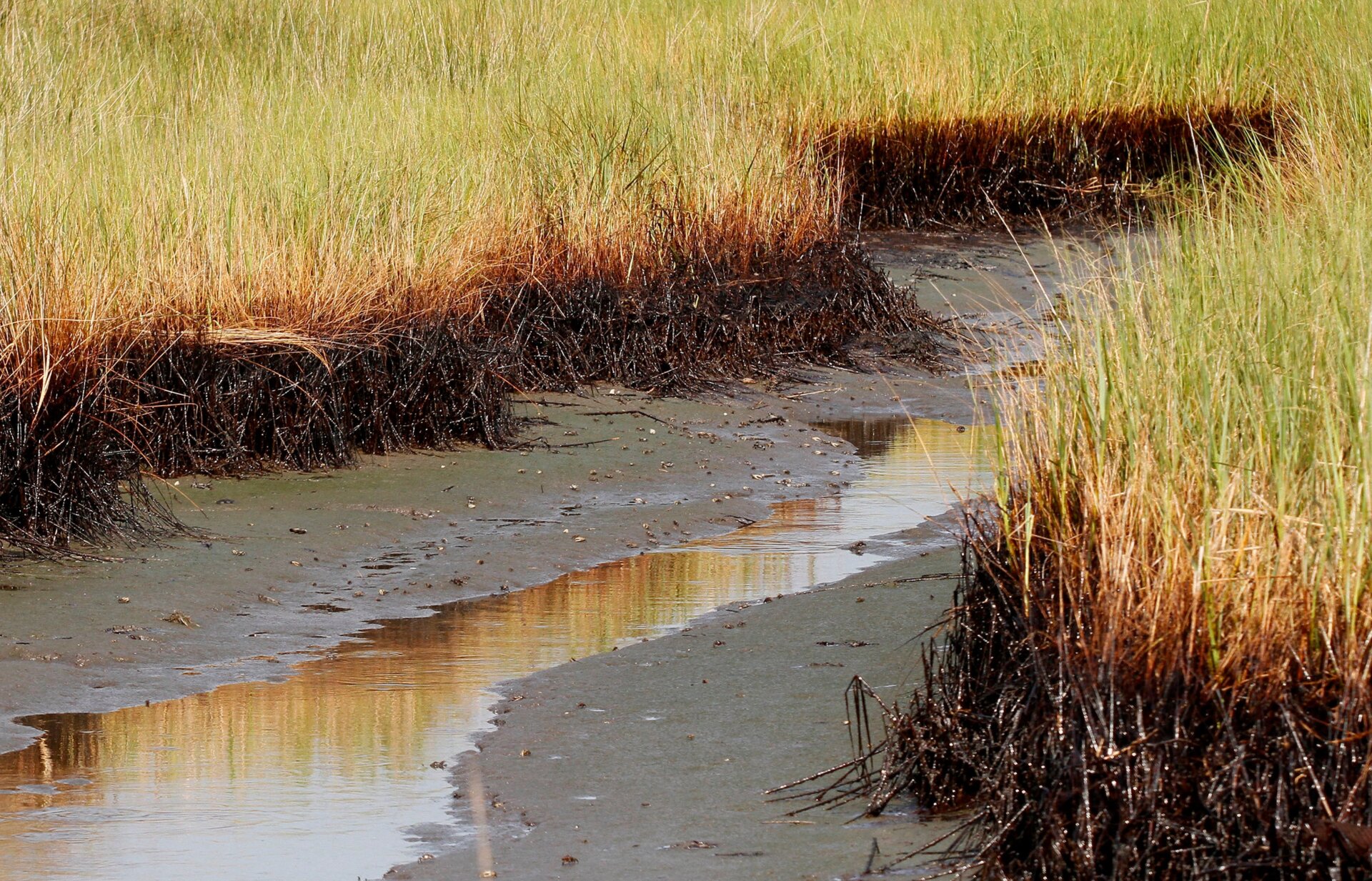 Directly following the Deepwater Horizon oil spill, the impacts of the disaster on Louisiana’s coastal wetlands were obvious, as in this photo taken on July 31, 2010. Today, there are still visible traces of petroleum residues in the state’s critical marsh ecosystems, according to new research.