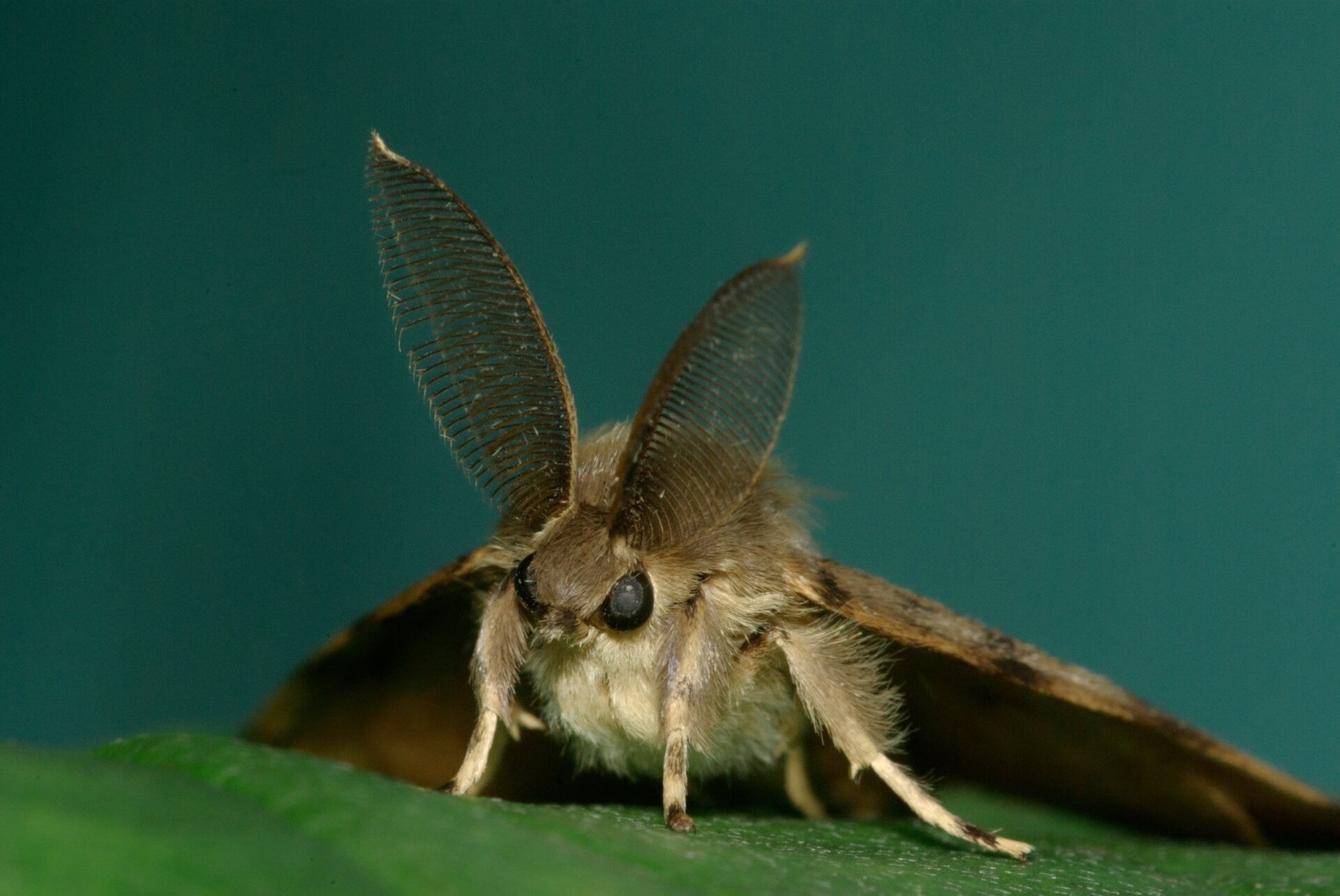Spongy MothPhoto: Shutterstock (Shutterstock)