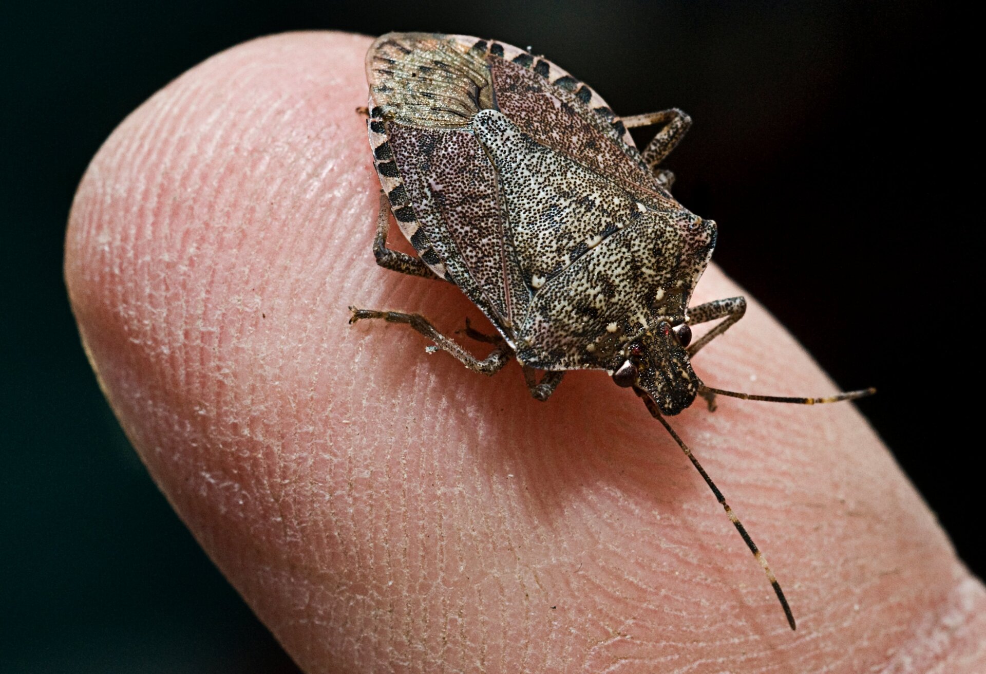 Brown Marmorated Stink BugPhoto: Katherine Frey/The Washington Post via Getty Image (Getty Images)