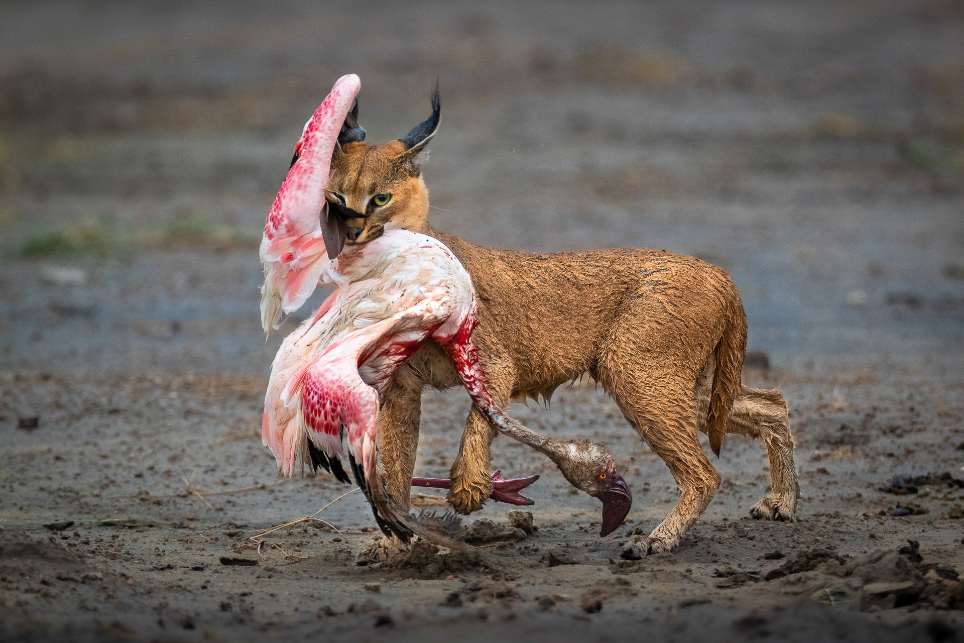 A caracal carrying off an unlucky flamingo.