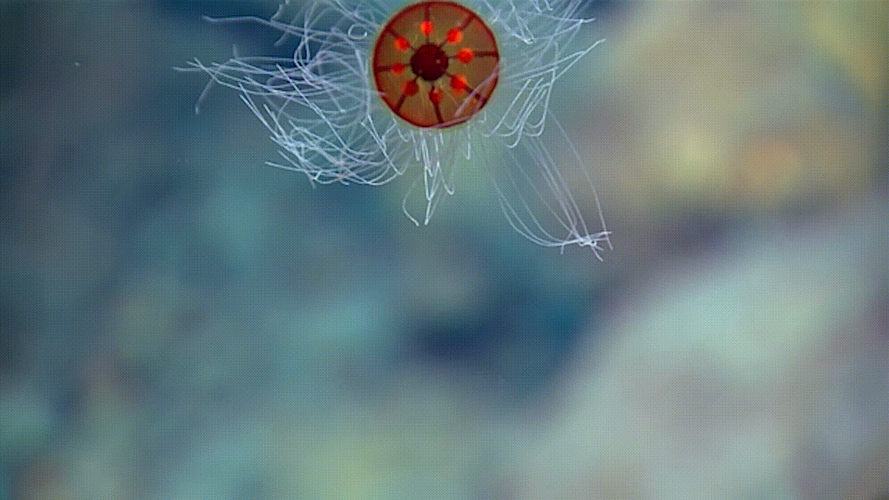 This jellyfish was spotted on the second ROV dive of the NOAA voyage.