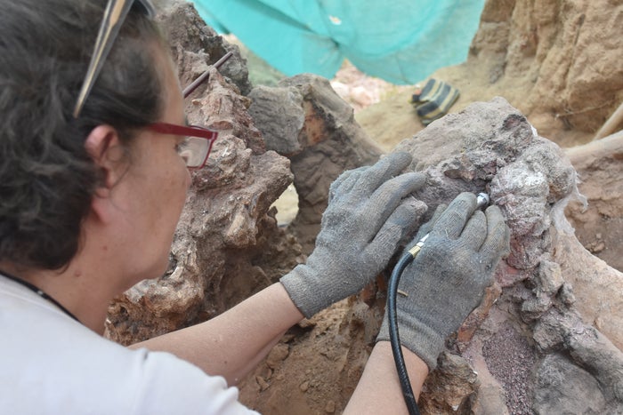 One of the excavation team members working on the dinosaur bones.