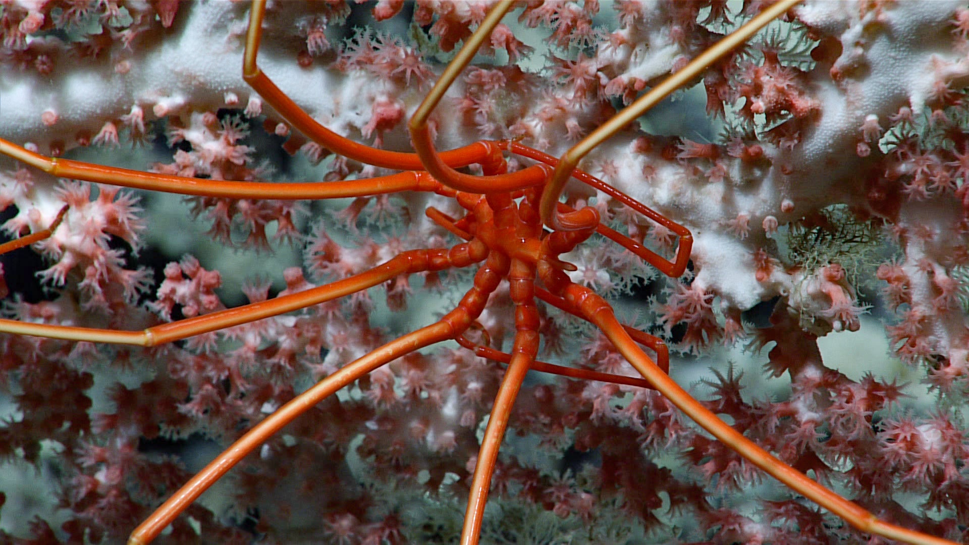 This spindly sea spider was seen on dive #8.