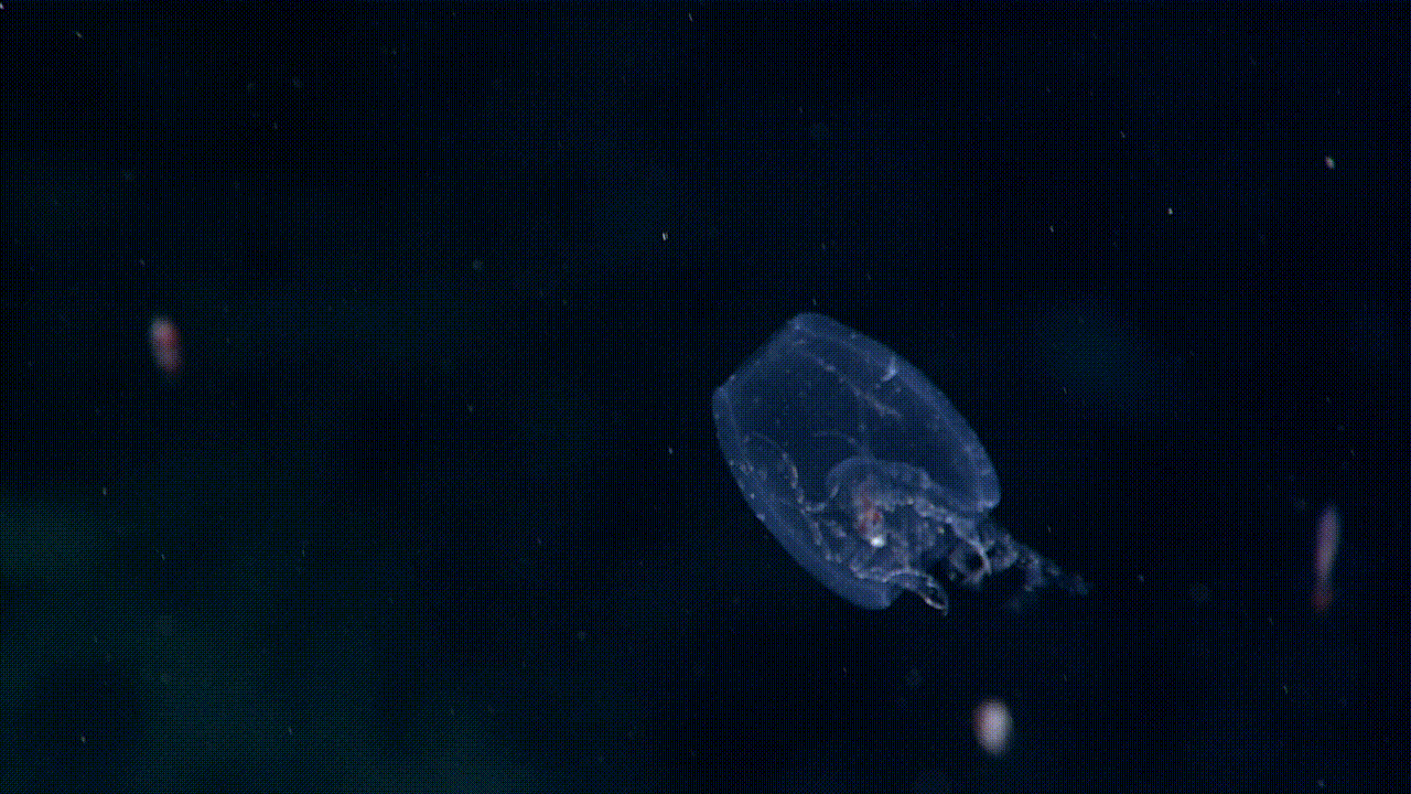 These amphipod has hollowed out a separate animal, called a salp, to make its cozy home.