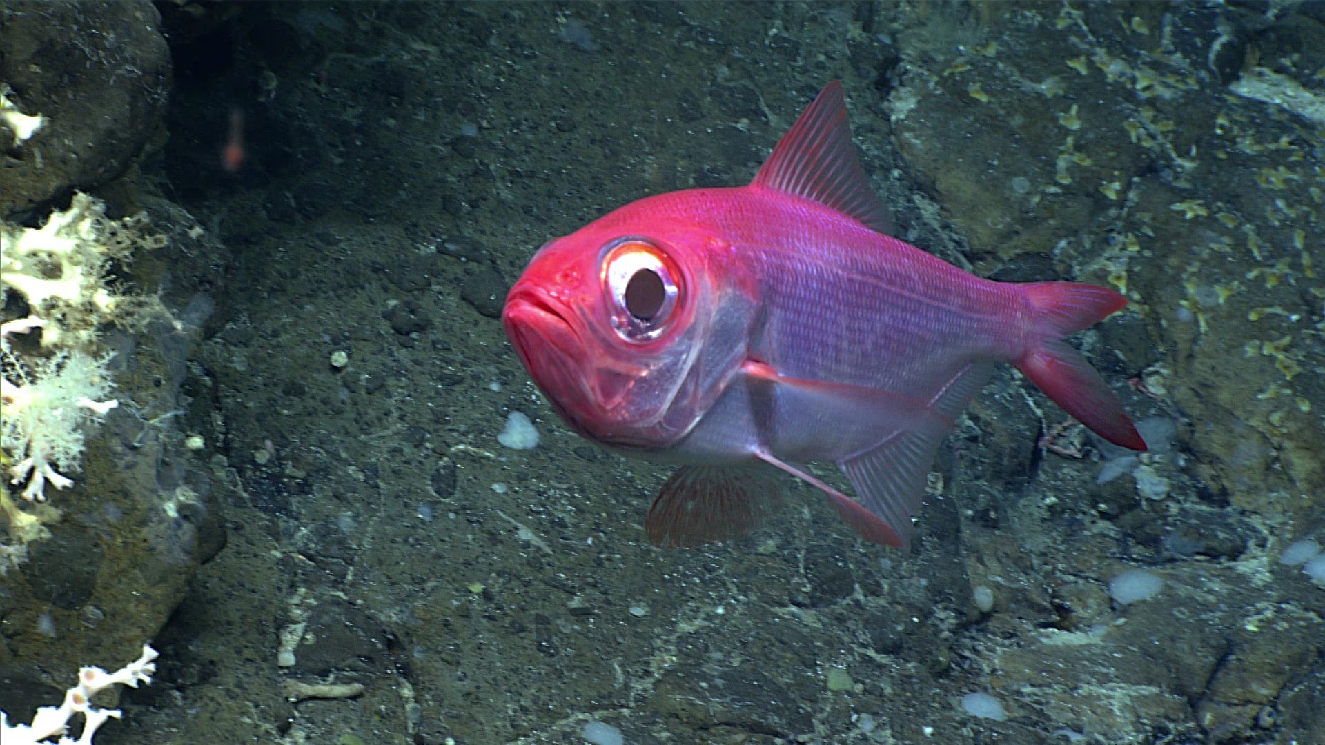 An alfonsino inspecting the camera.