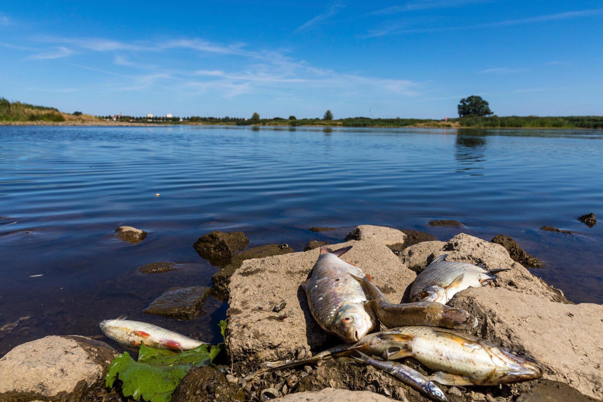 Drought has meant that river levels across Europe are much lower than normal, likely concentrating the unknown toxins in the Oder River further. 