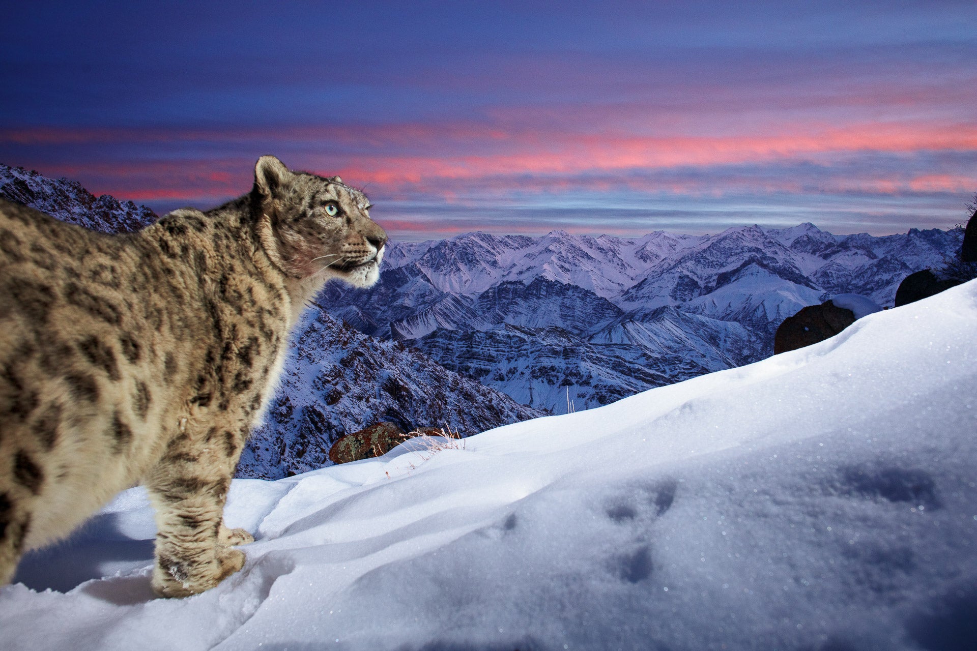 A snow leopard in one of the finalist photos.