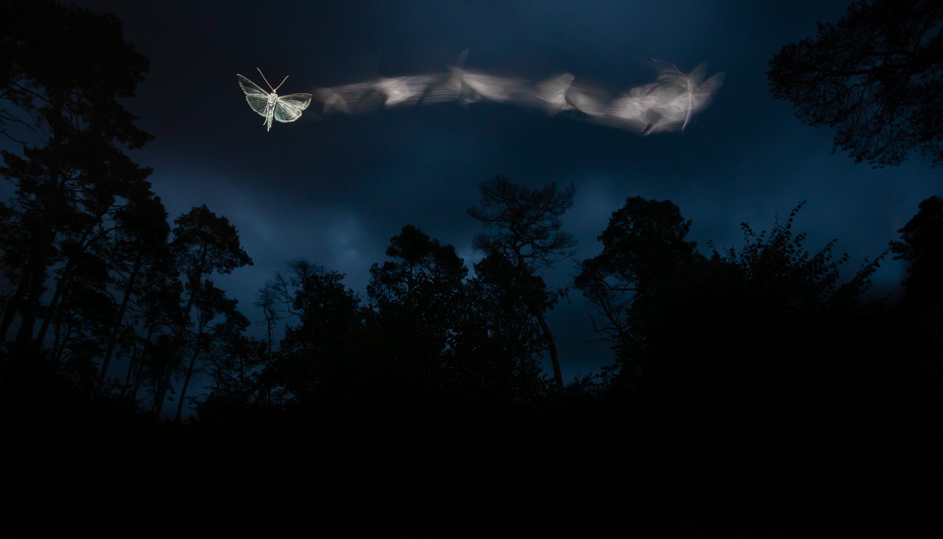 A moth flits in the sky, with a blurry trail indicating its flight path.