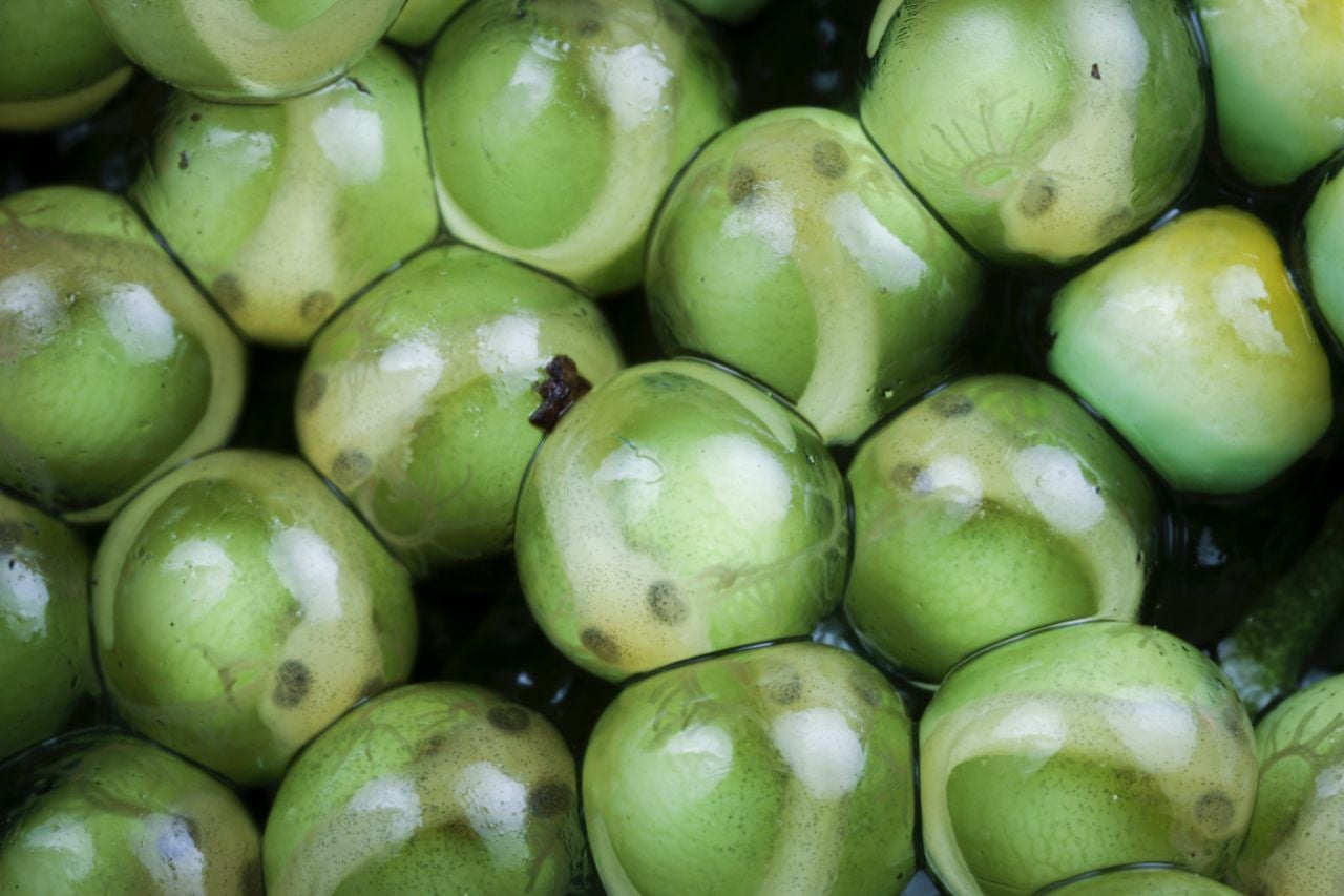 Photo: Brandon André Güell