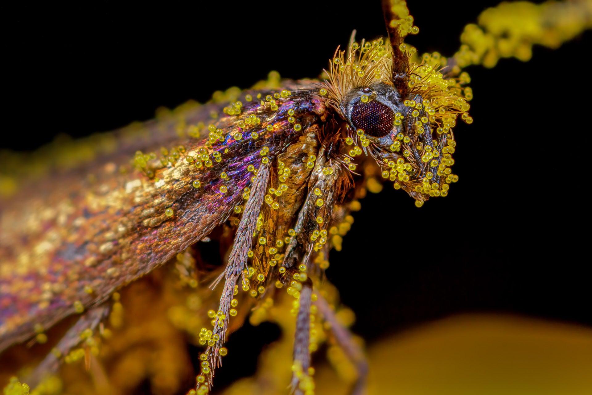 A small moth covered in little beads of pollen.