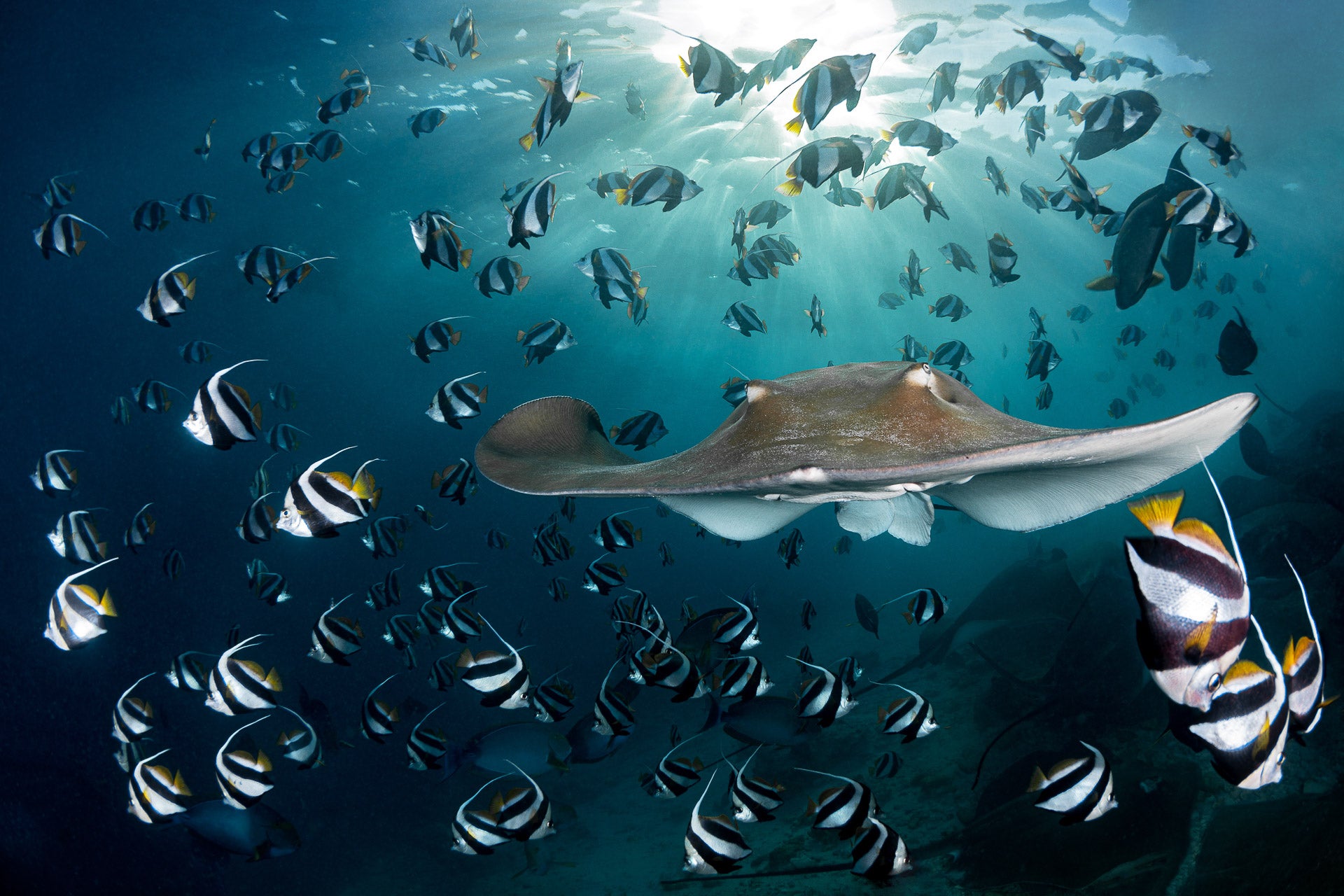 A ray swims through a school of fish.