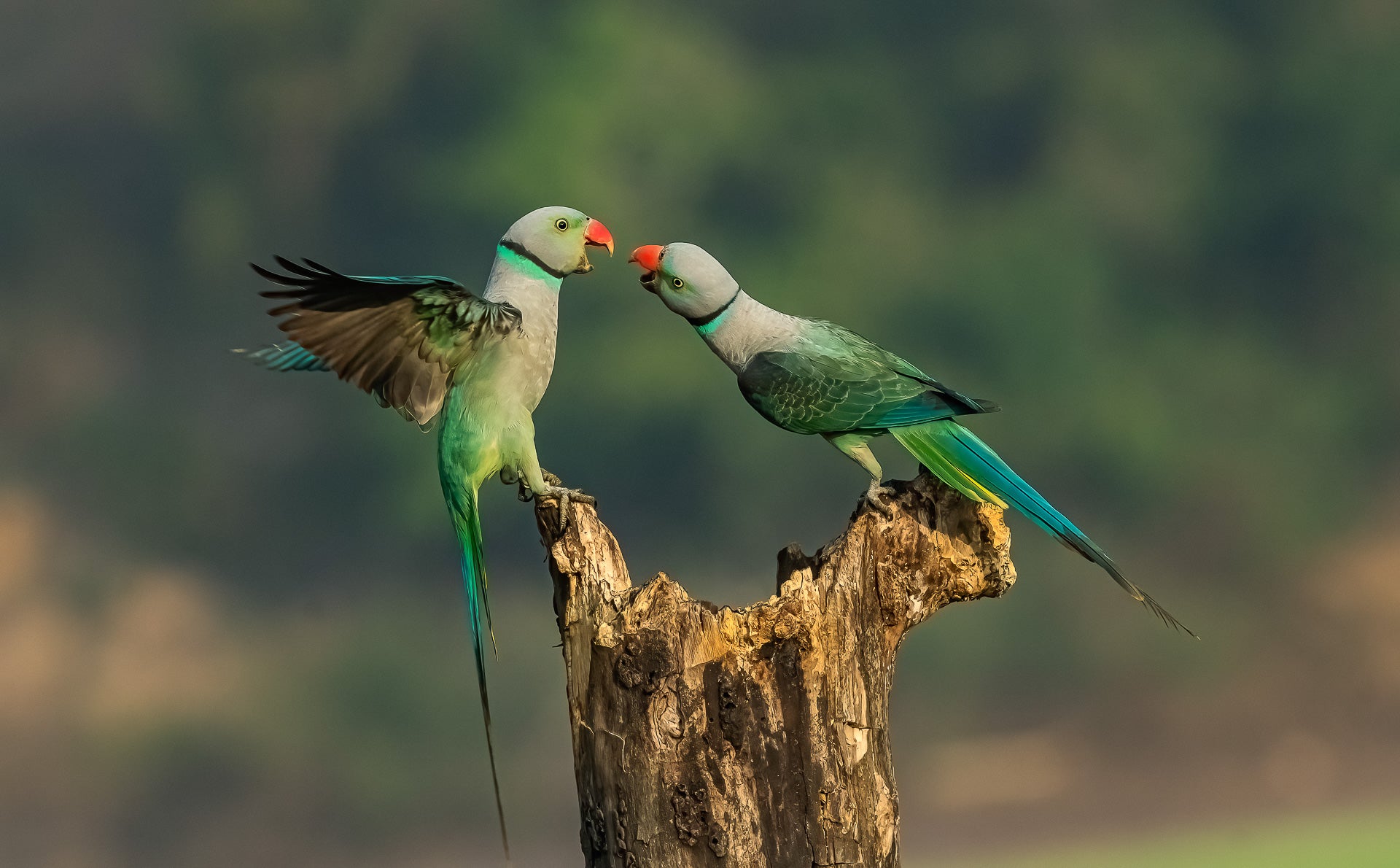 Two birds bicker over a wooden post.