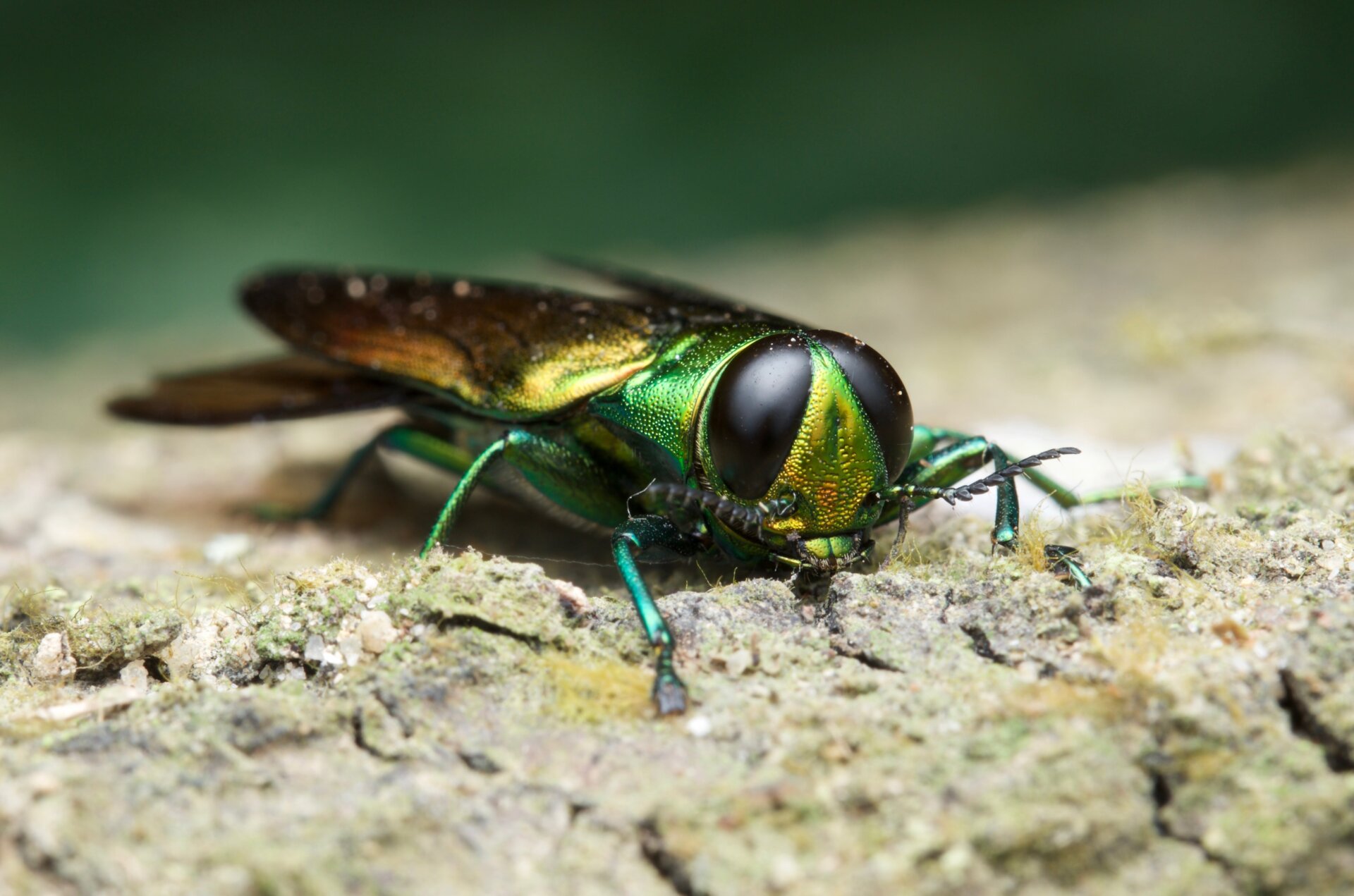 Emerald Ash BorerPhoto: Shutterstock (Shutterstock)