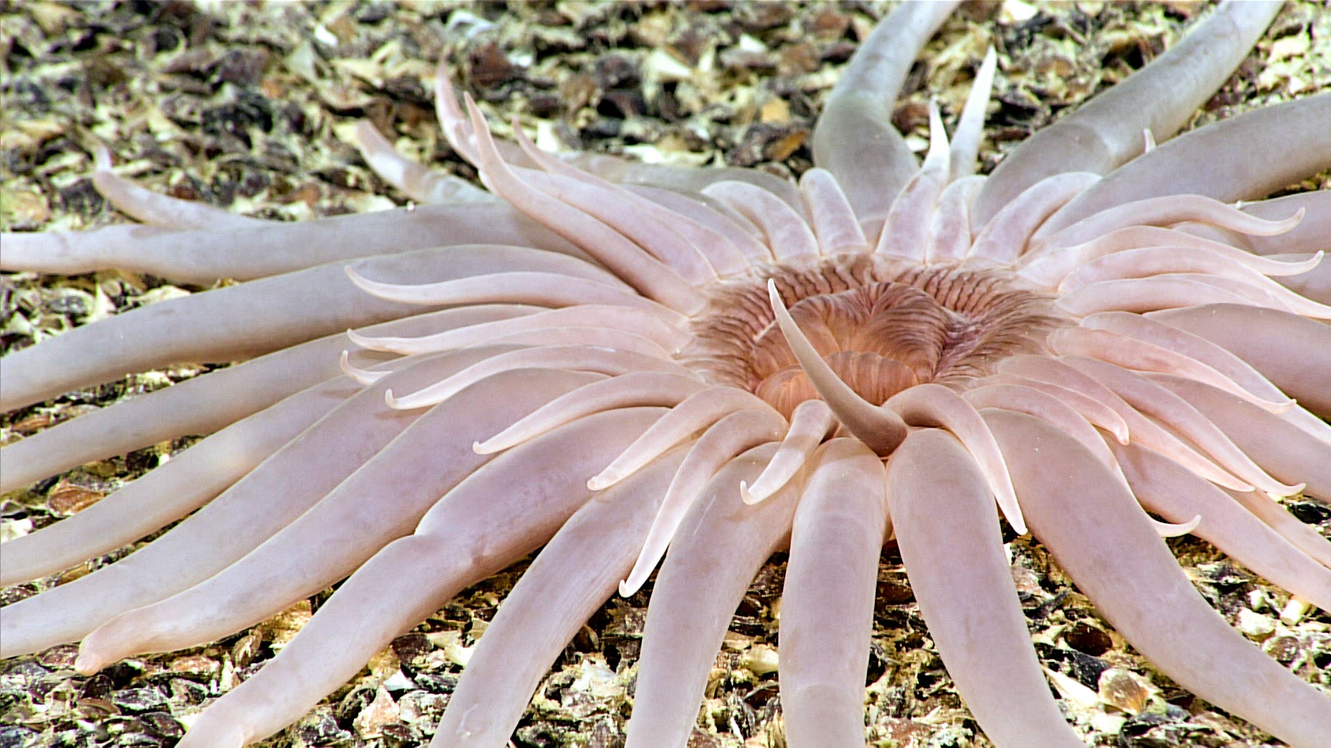 Burrowing anemone (Actiniaria)
