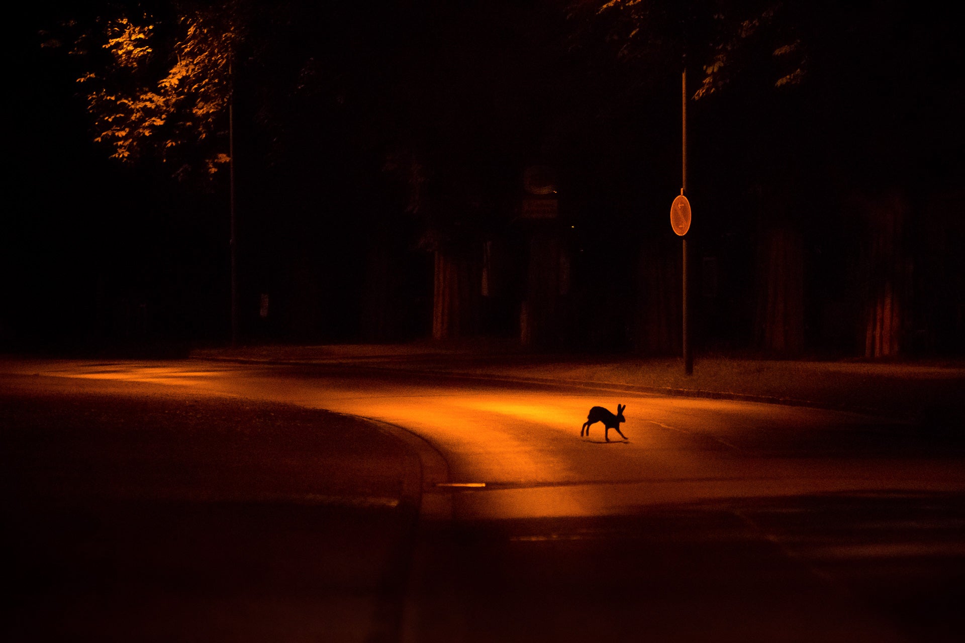 A hare hops across the street, lit orange at night.