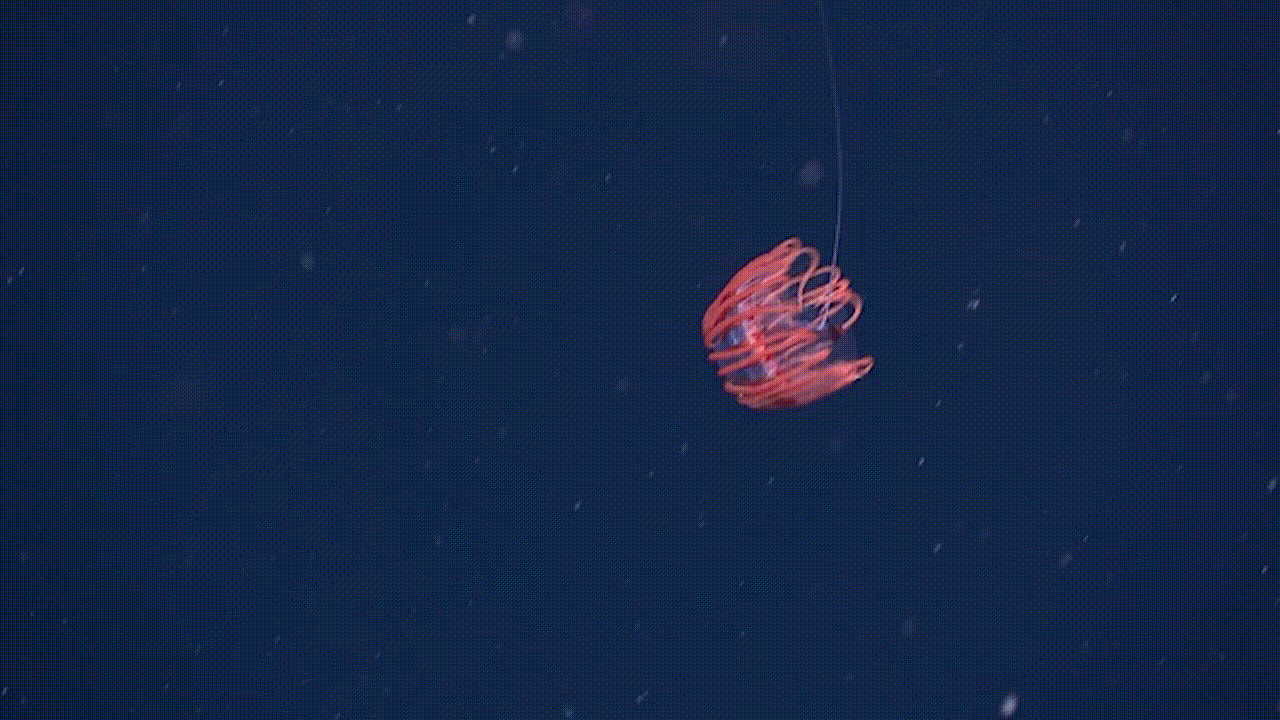 This Atolla jellyfish was spotted at a depth of almost 3,000 feet