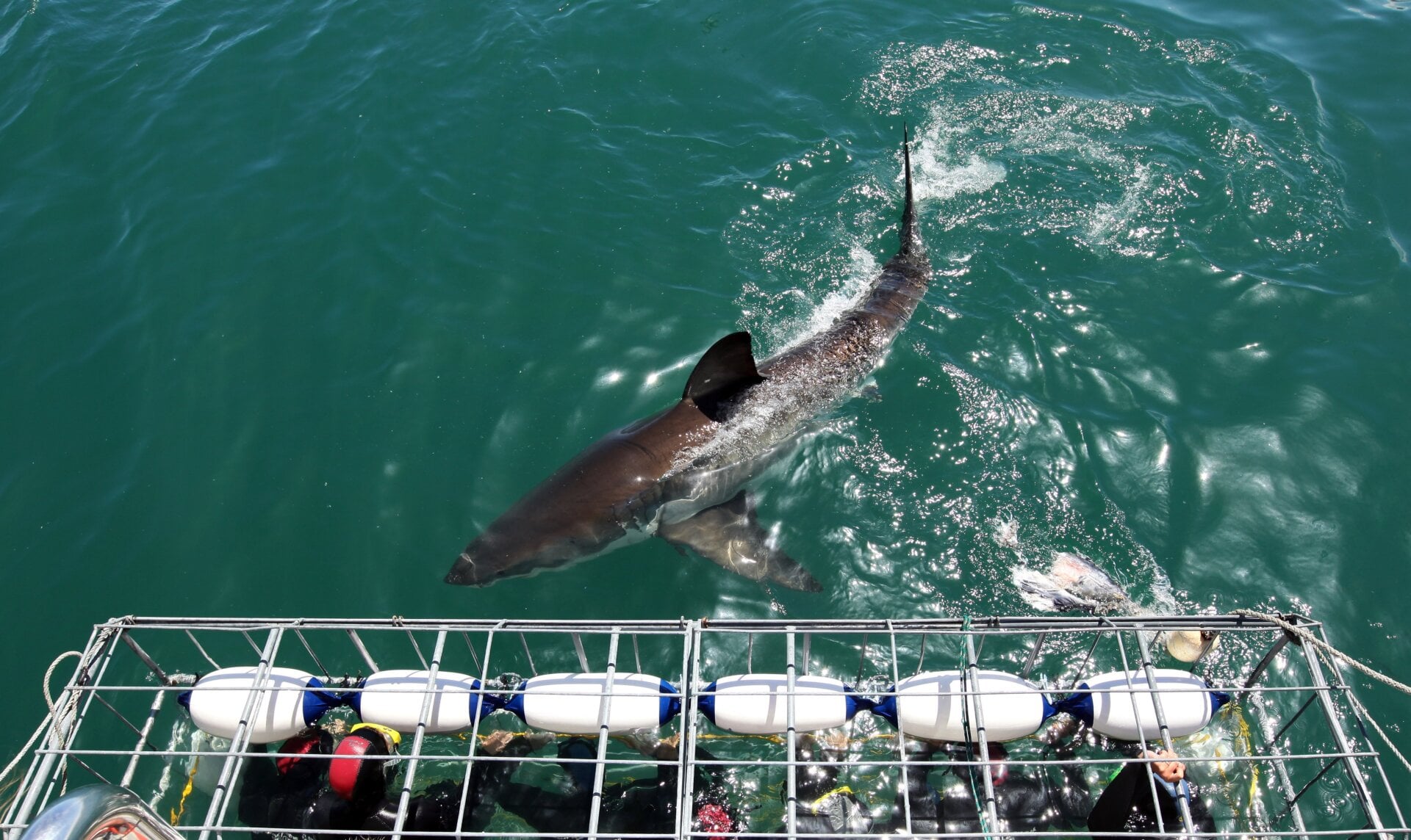 A white shark investigates a diving cage off South Africa.